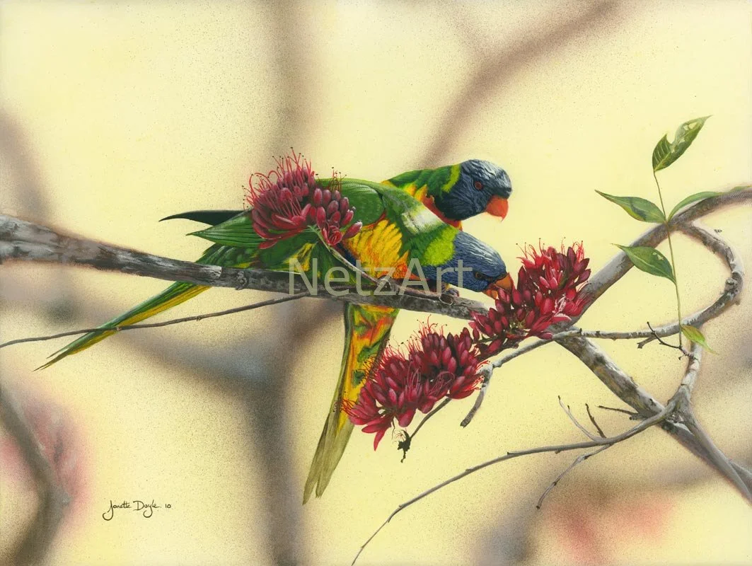 Happy Hour - Lorikeets