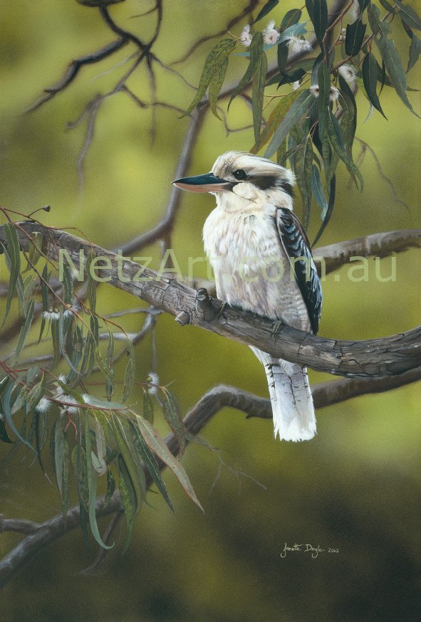 Kookaburra - Sitting Pretty.jpg