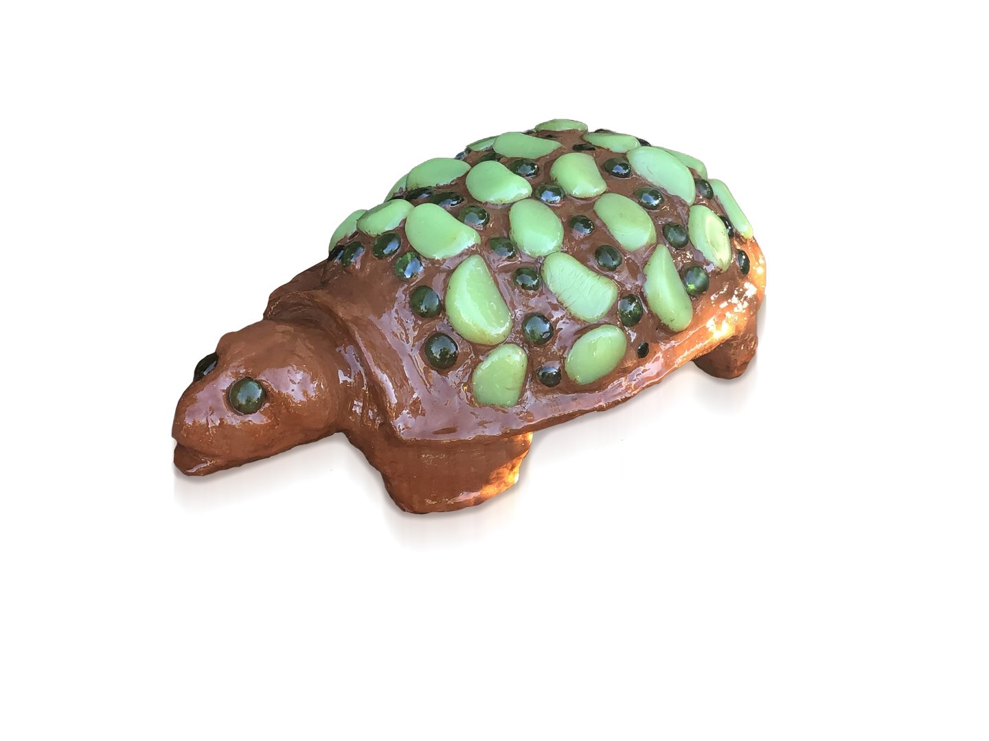 turtle.jpg