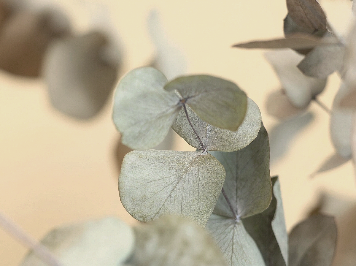 Dried eucalyptus leaves in soft focus against a pale background