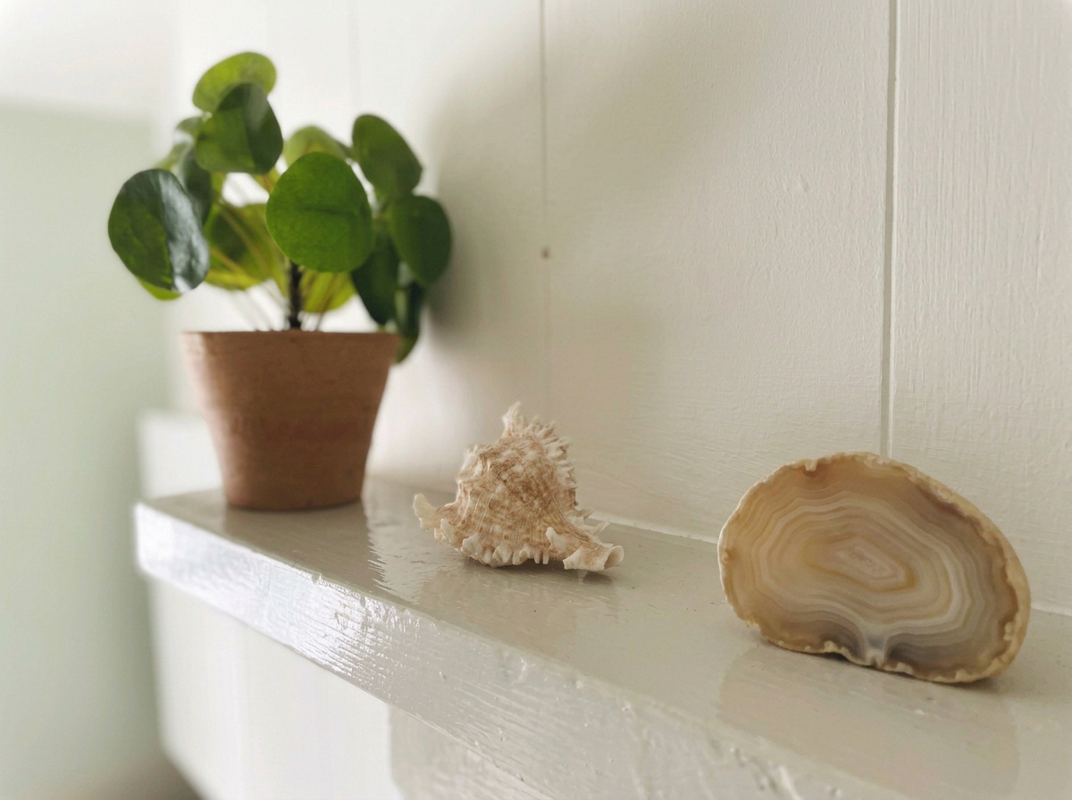 A potted plant, seashells and agathe stone on a white shelf