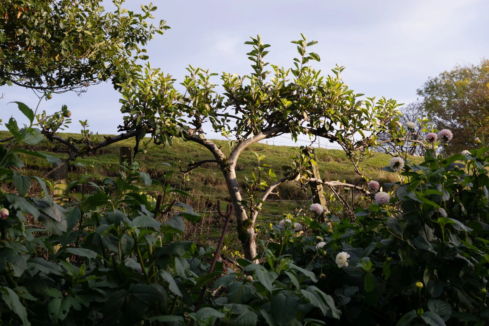 l1001185-2.jpg