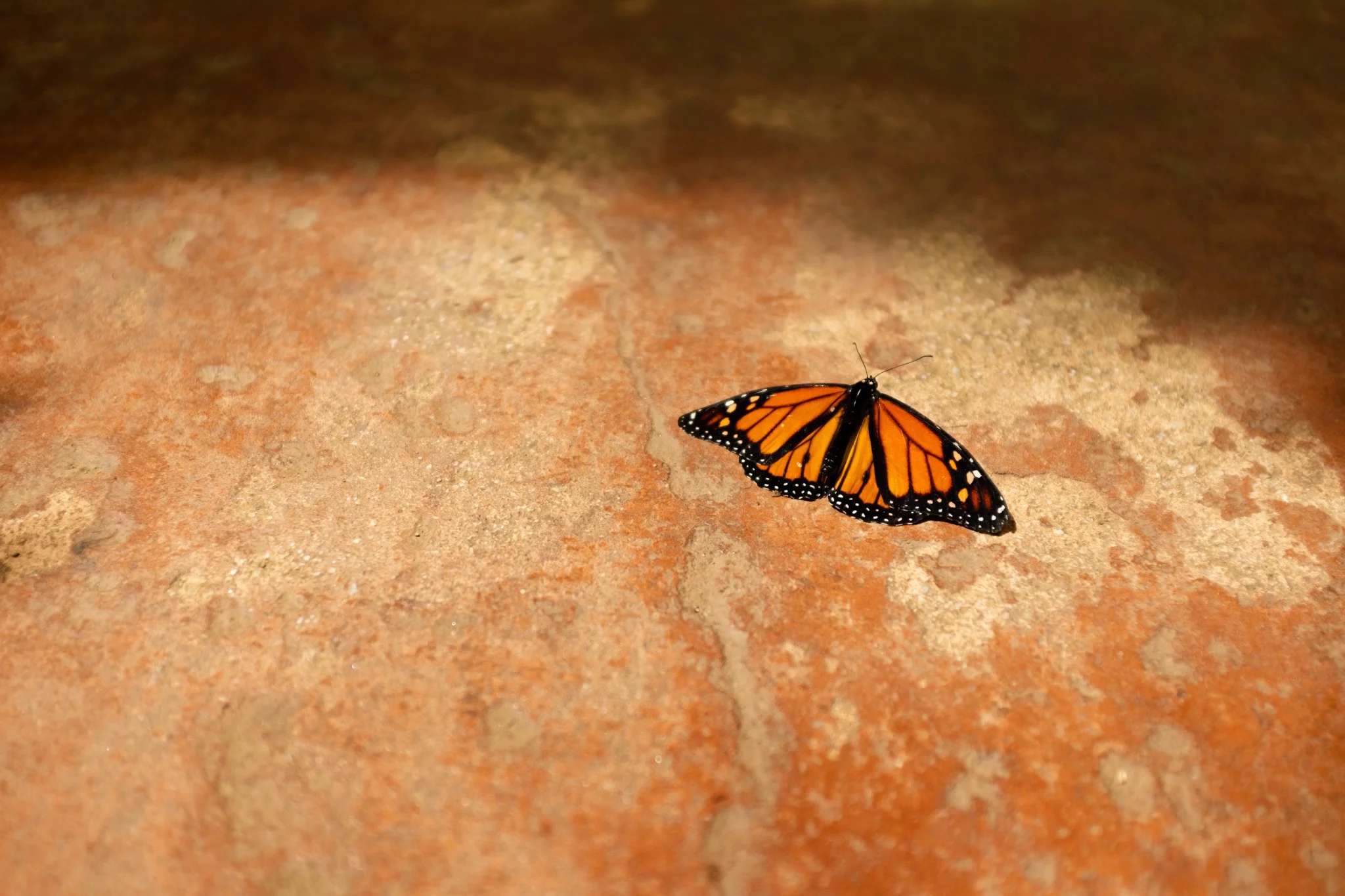 DSCF3281.jpg