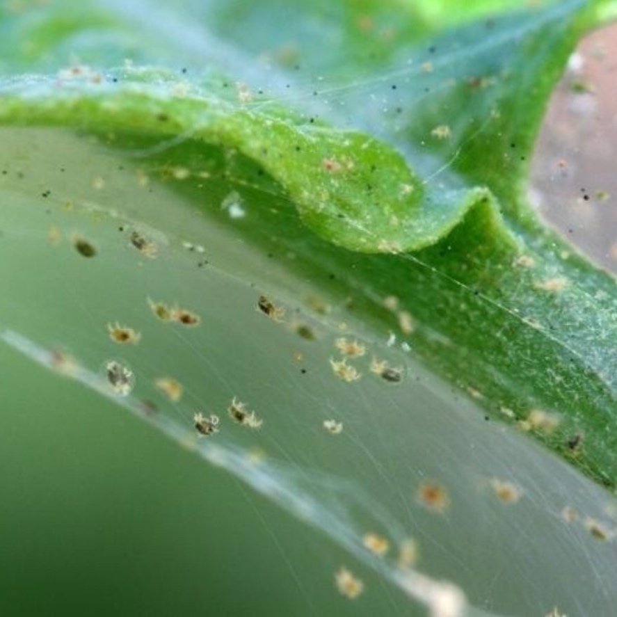 Spider Mites: The Tiny Pests You Need to Defeat