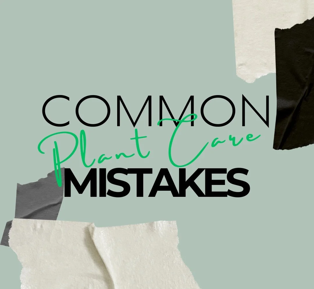 Oops! 5 Common Plant Care Mistakes                                 (And How to Avoid Them)