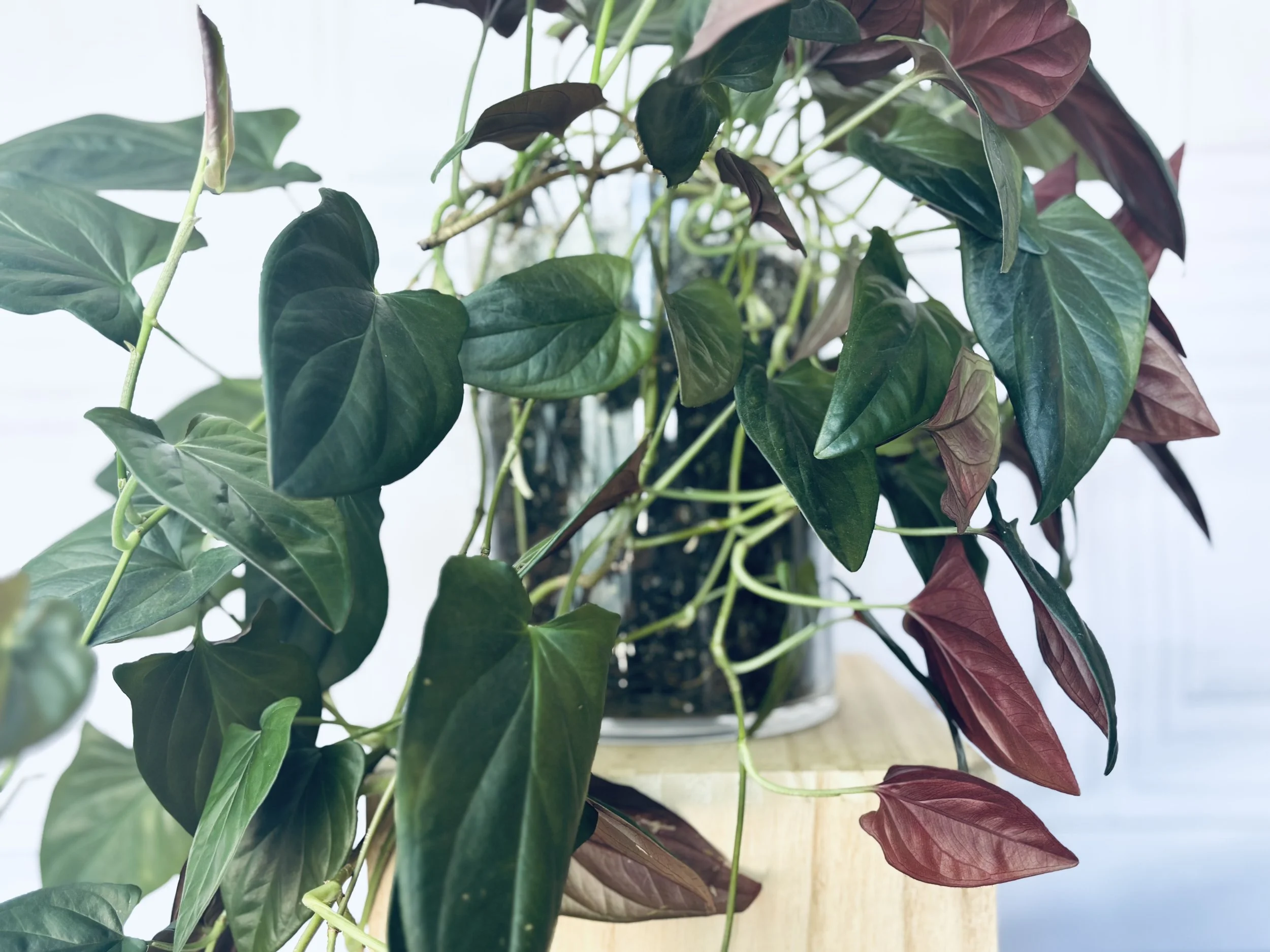 Syngonium Red Arrow Care Tips