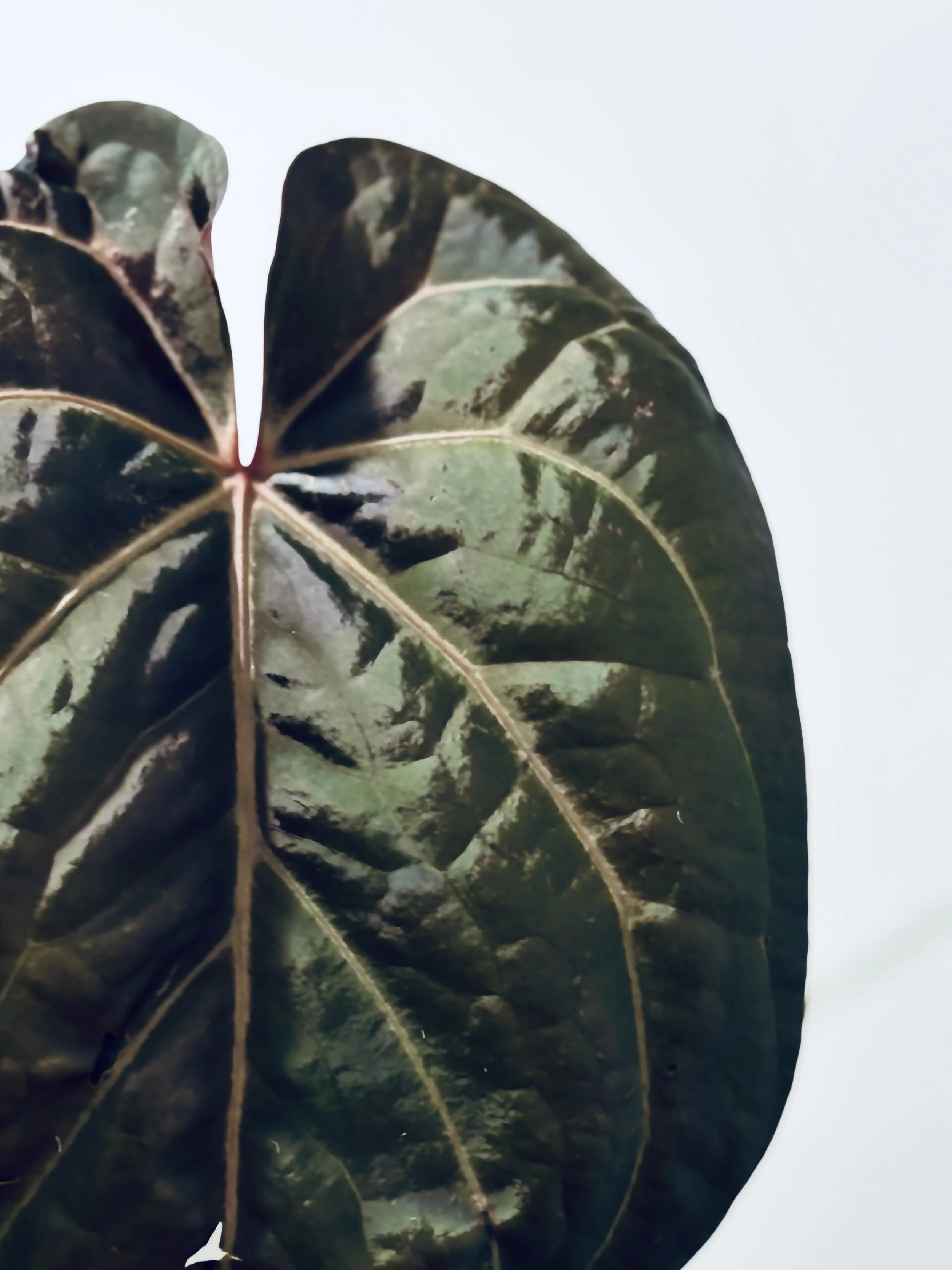 Rare Plant Hunting 101 – My Quest for the Anthurium Papillilaminum