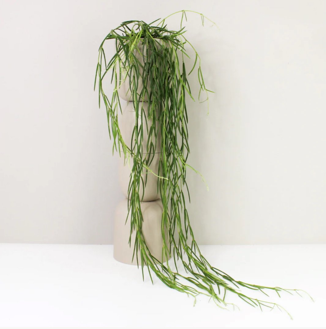 Why Hoya linearis Is Worth the Wait