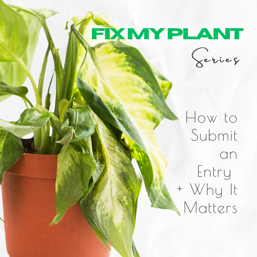 Fix My Plant Series – How to Submit, What to Expect &amp; Why It’s Worth It