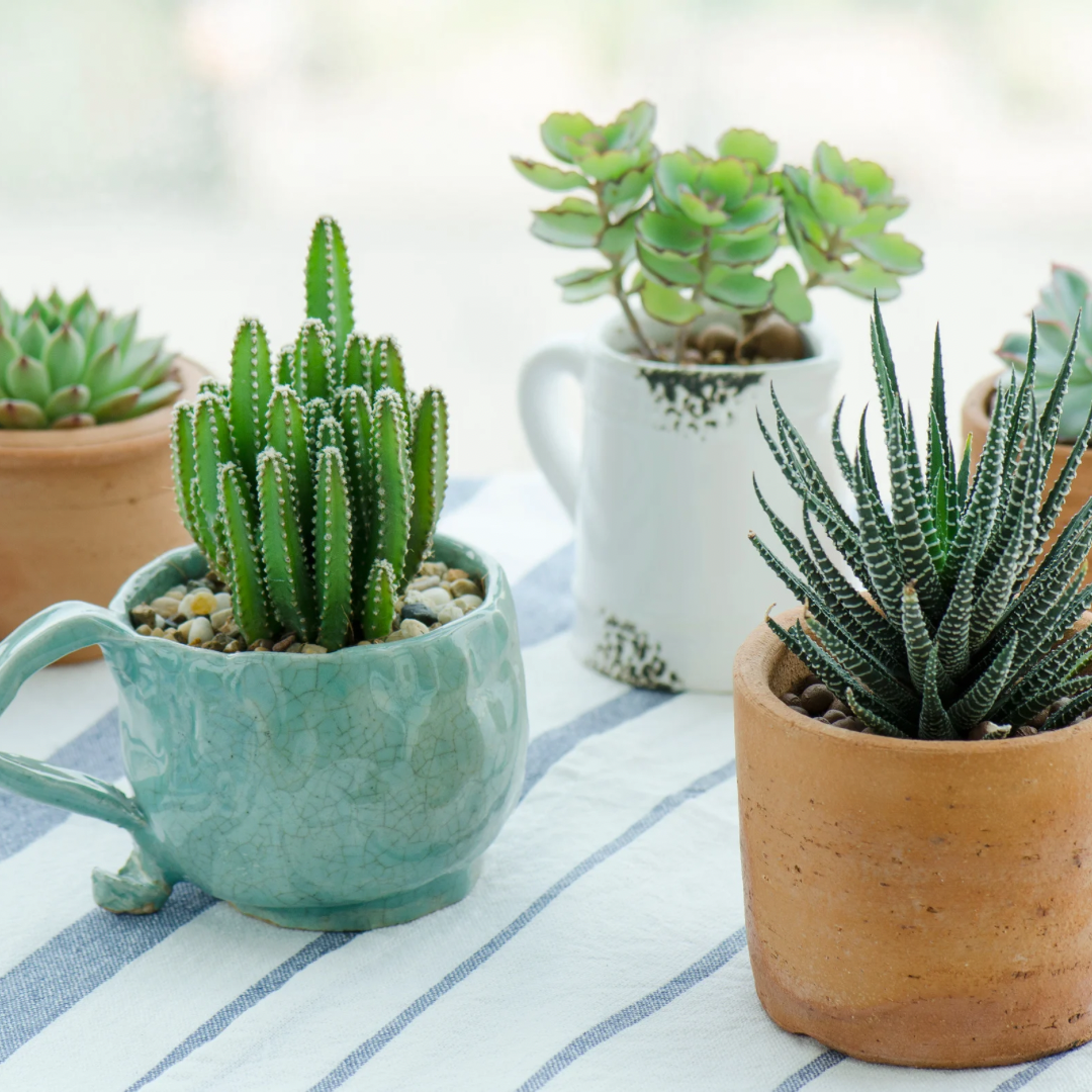 Slow Growers vs. Fast Growers – What It Means for Your Plant Space