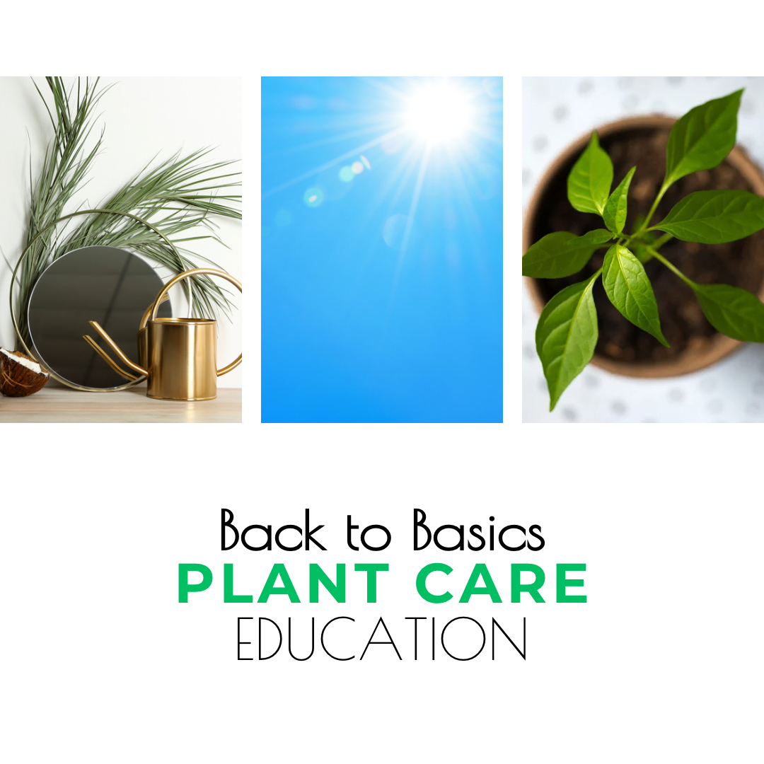 Back-to-Basics Plant Care Education