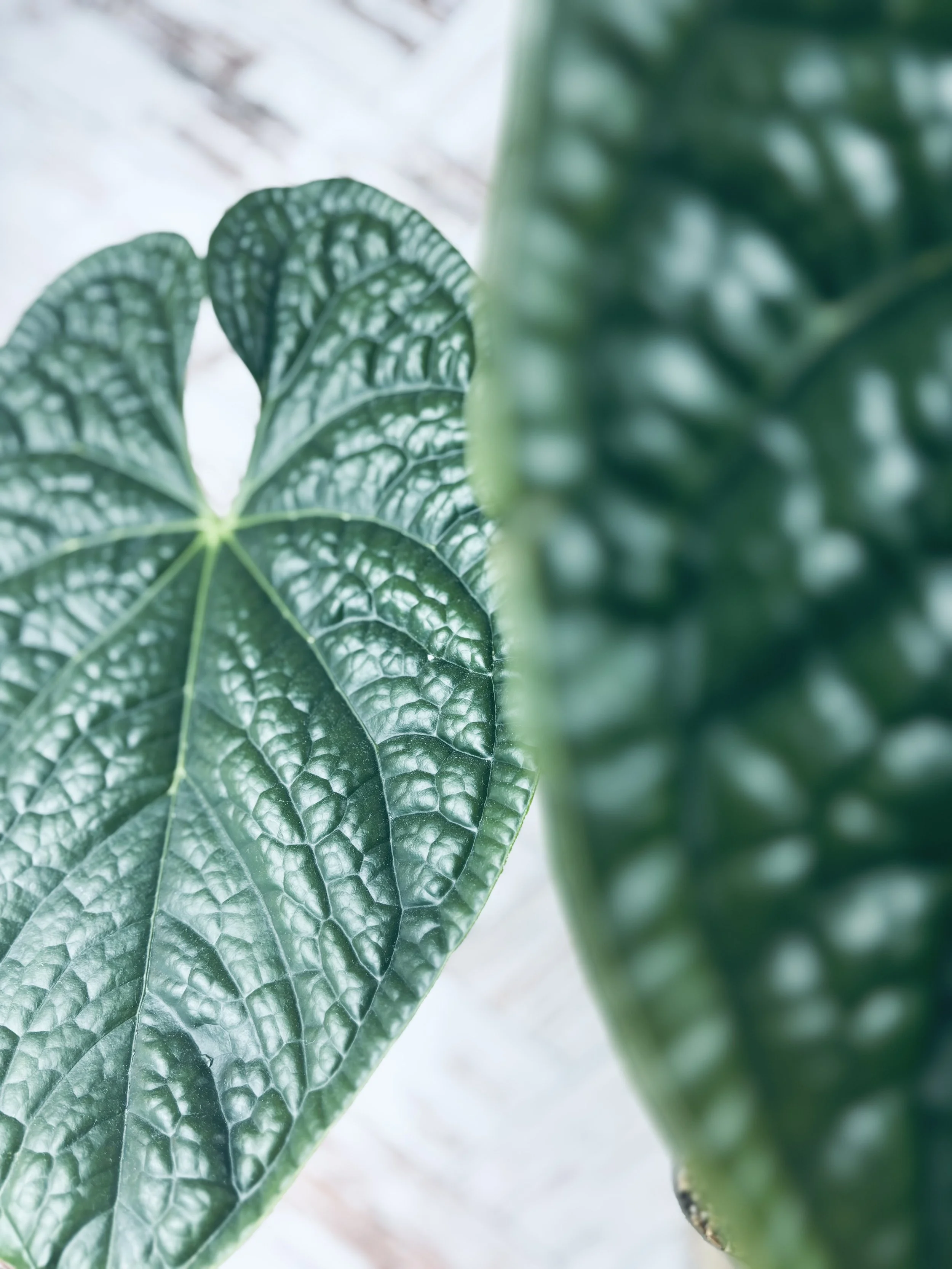 Caring for Anthurium luxurians in Summer Heat