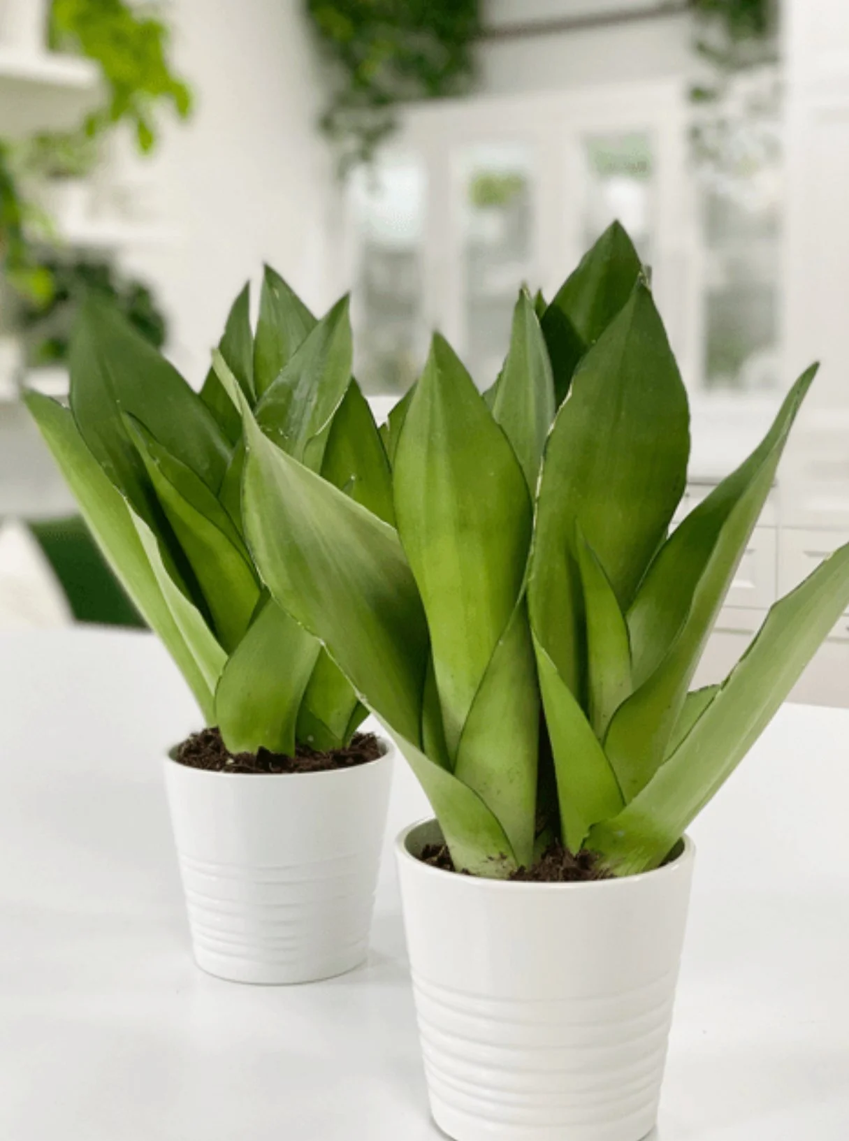 Fall Watering &amp; Light Tips for Sansevieria (Snake Plants)