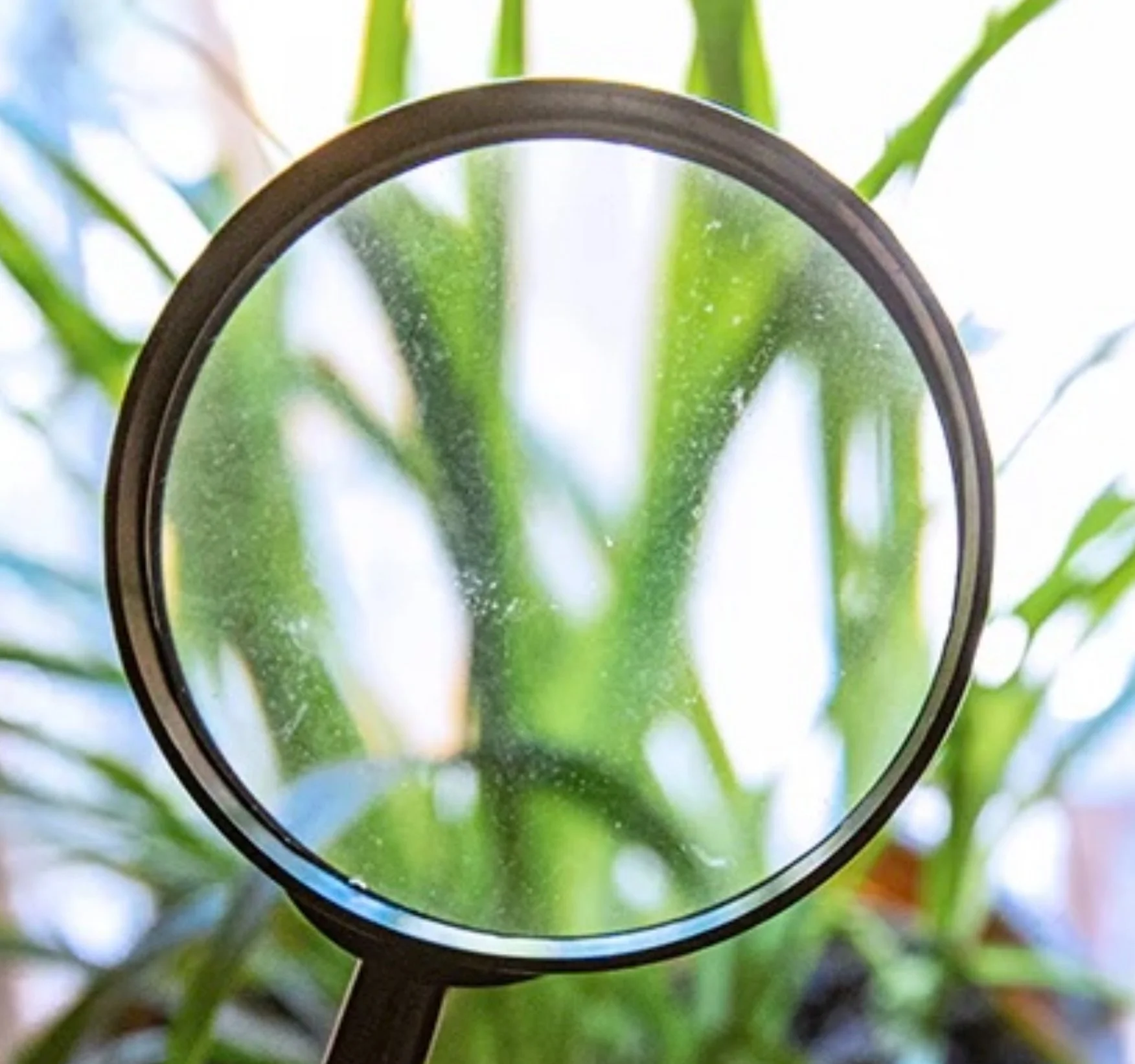 A Practical Guide to Spider Mite Prevention