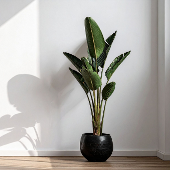 What My Bird of Paradise Taught Me About Growth