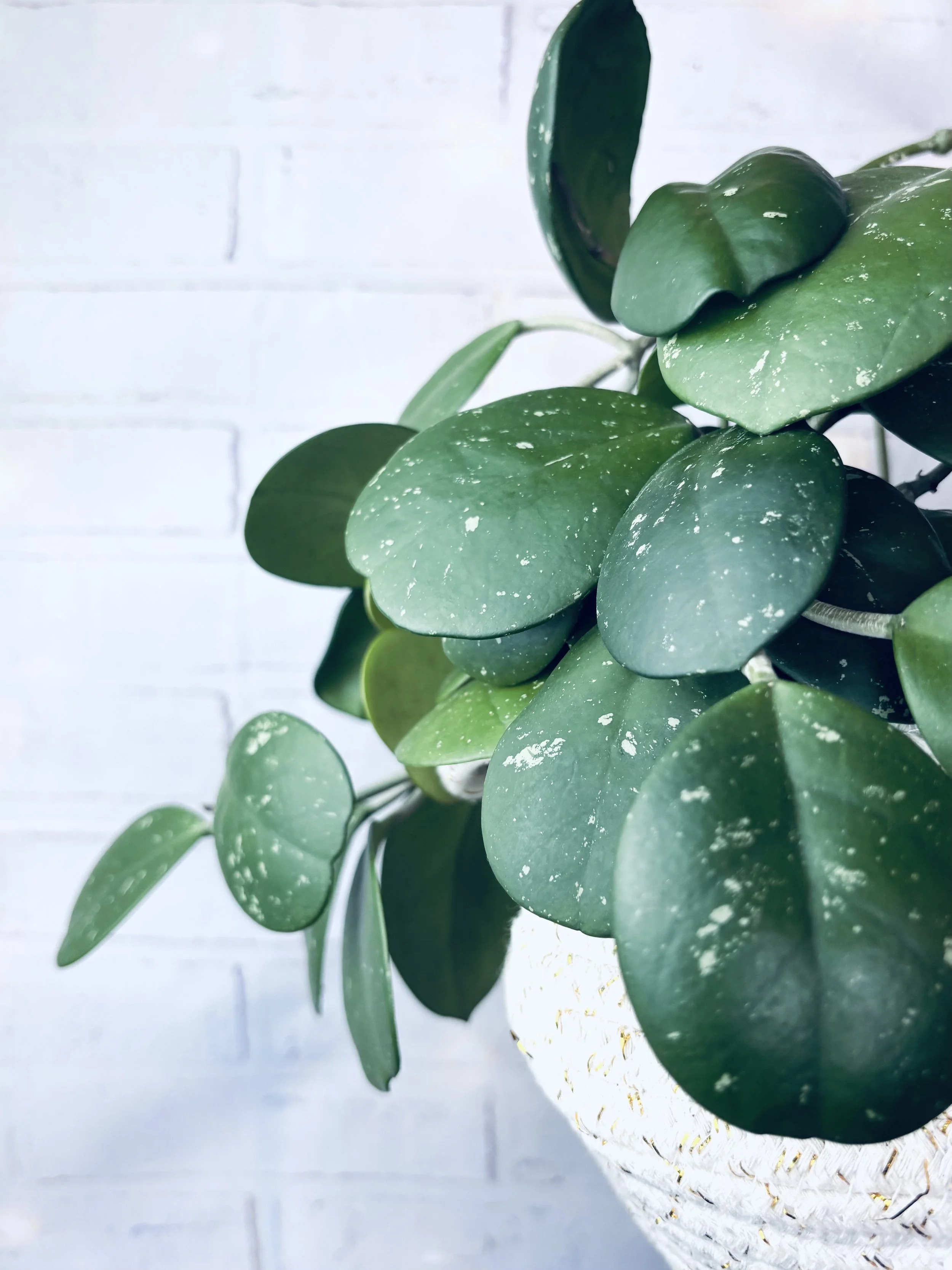 Finding Joy in the Journey – Plants, People &amp; Progress