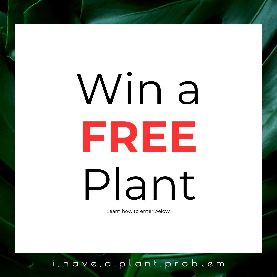 Countdown to the Giveaway – Why We’re Ending the Year with Gratitude