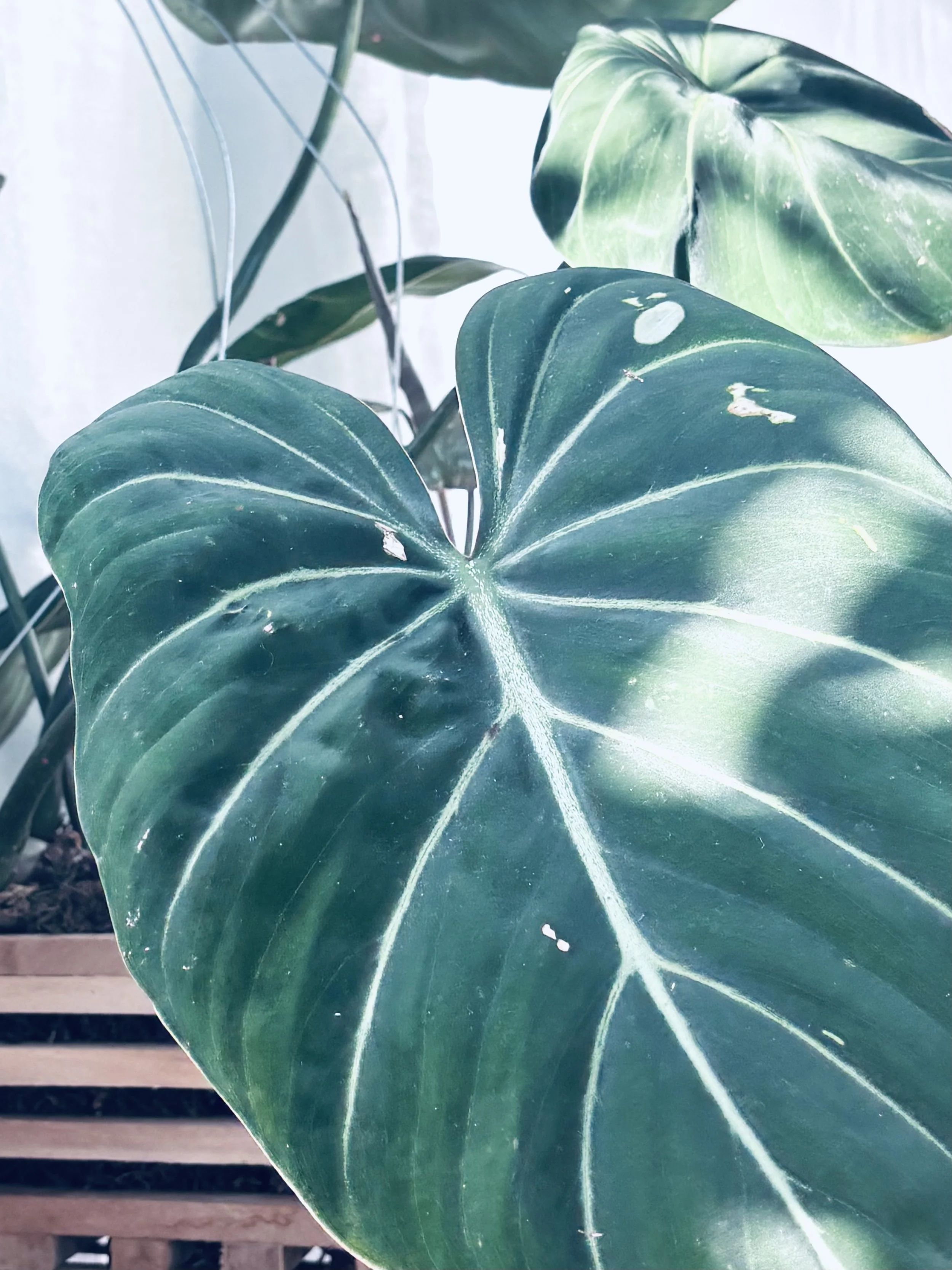 My 2026 Plant Goals (And How I’m Actually Going to Keep Them)