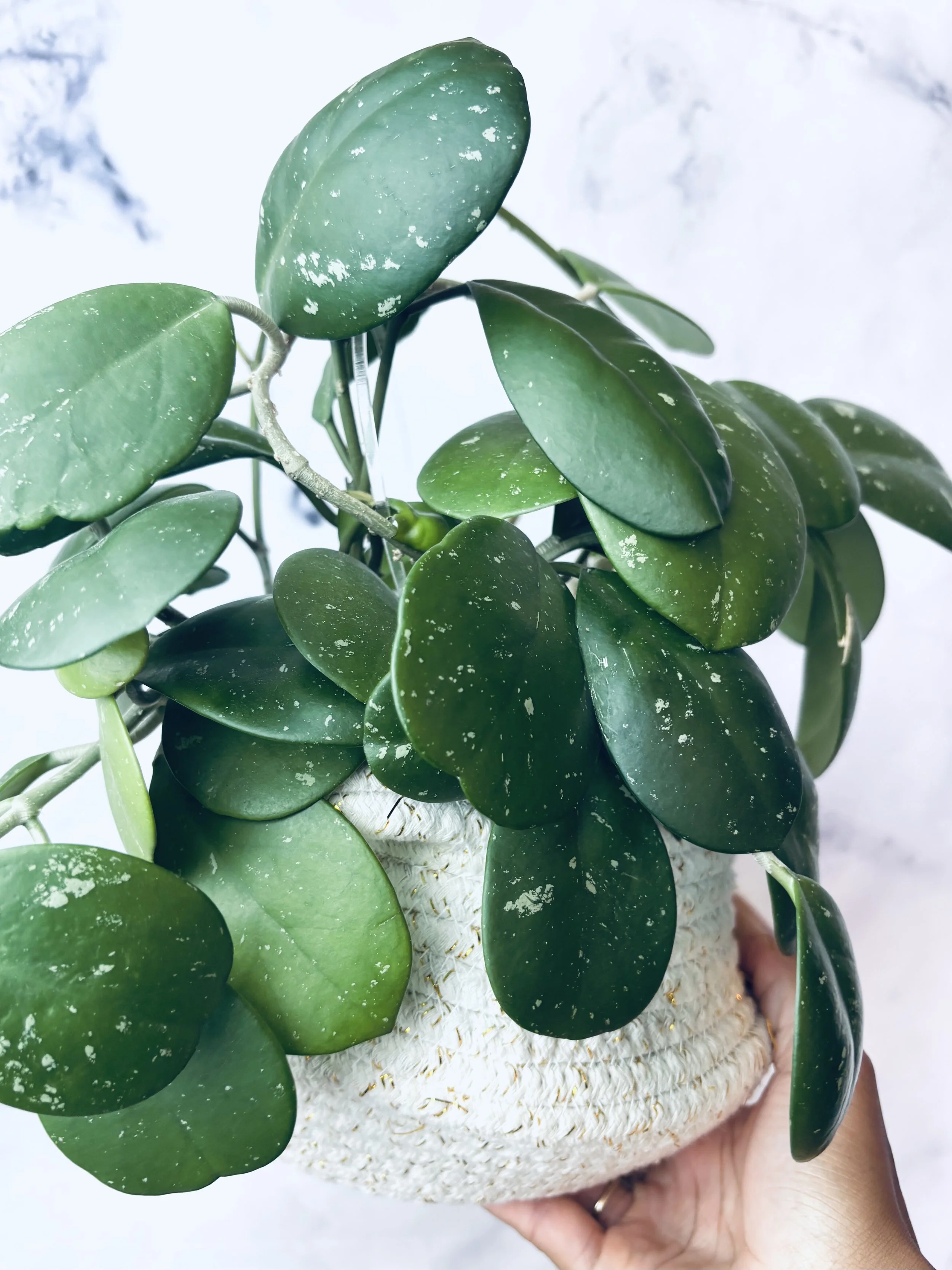 What My Plants Taught Me About Letting Go