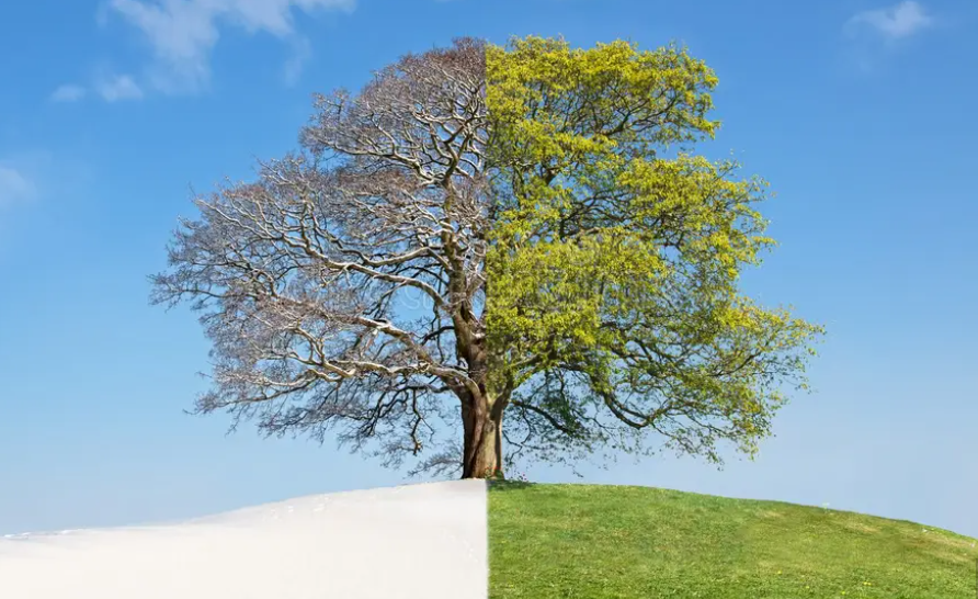 Winter-to-Spring Transitions: Tiny Plant Shifts That Make a Big Difference