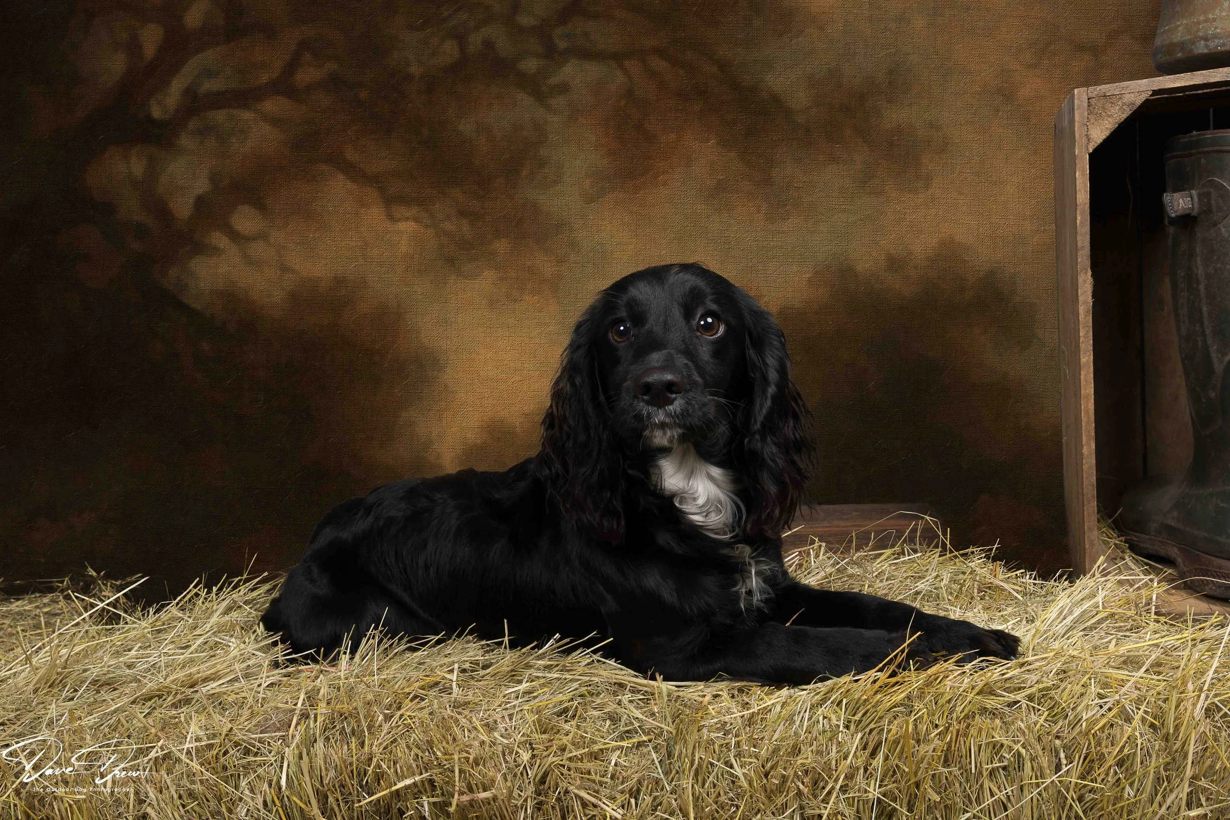 Poppy DOWNLOAD - 159 | The Outdoor Dog Photographer | Pet Portraits