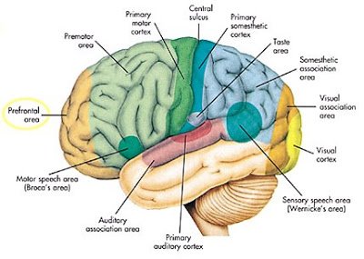 prefrontal-cortex.jpg