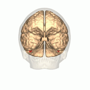 Fusiform_Face_Area_-_animation1.gif