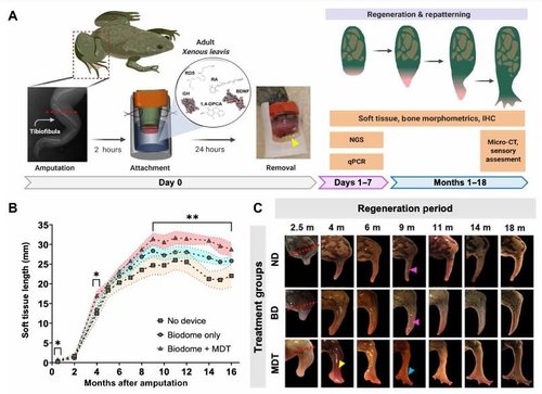 sarah.akka — Not science fiction. Not importing genes from salamanders ...