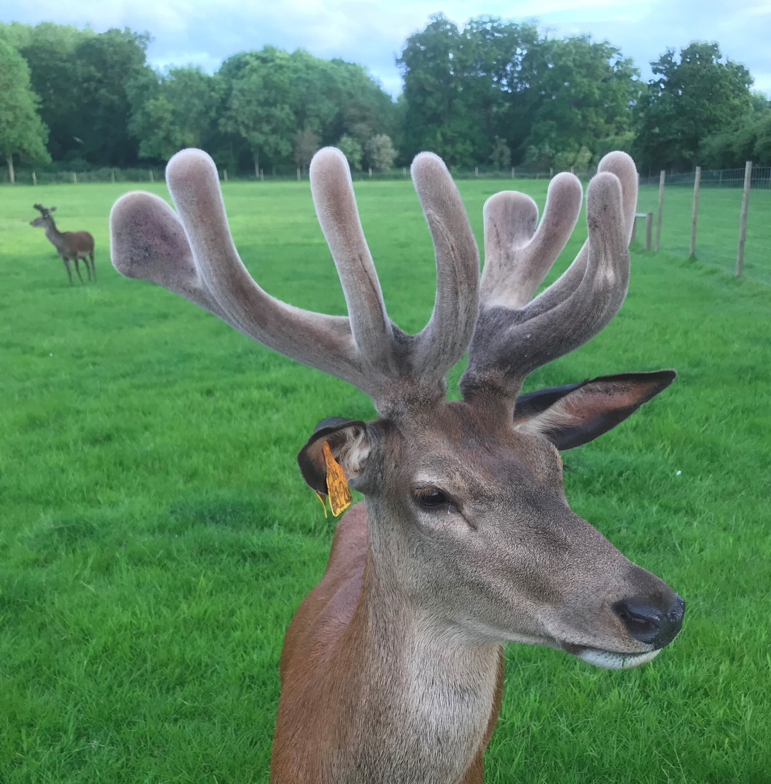 DEER (7).jpg