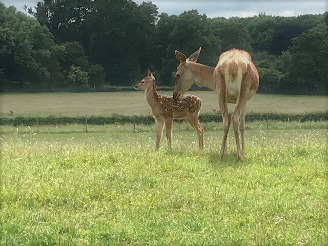 DEER (3).jpg