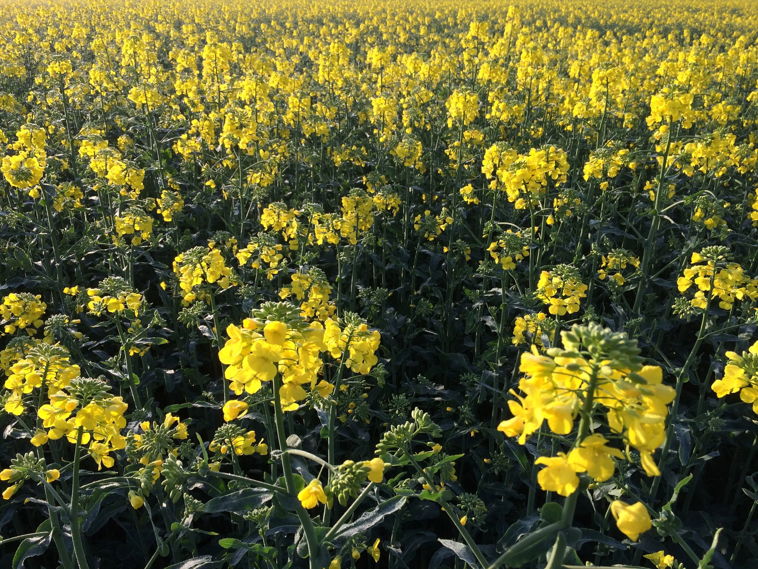 Farm Arable — Armston Farm