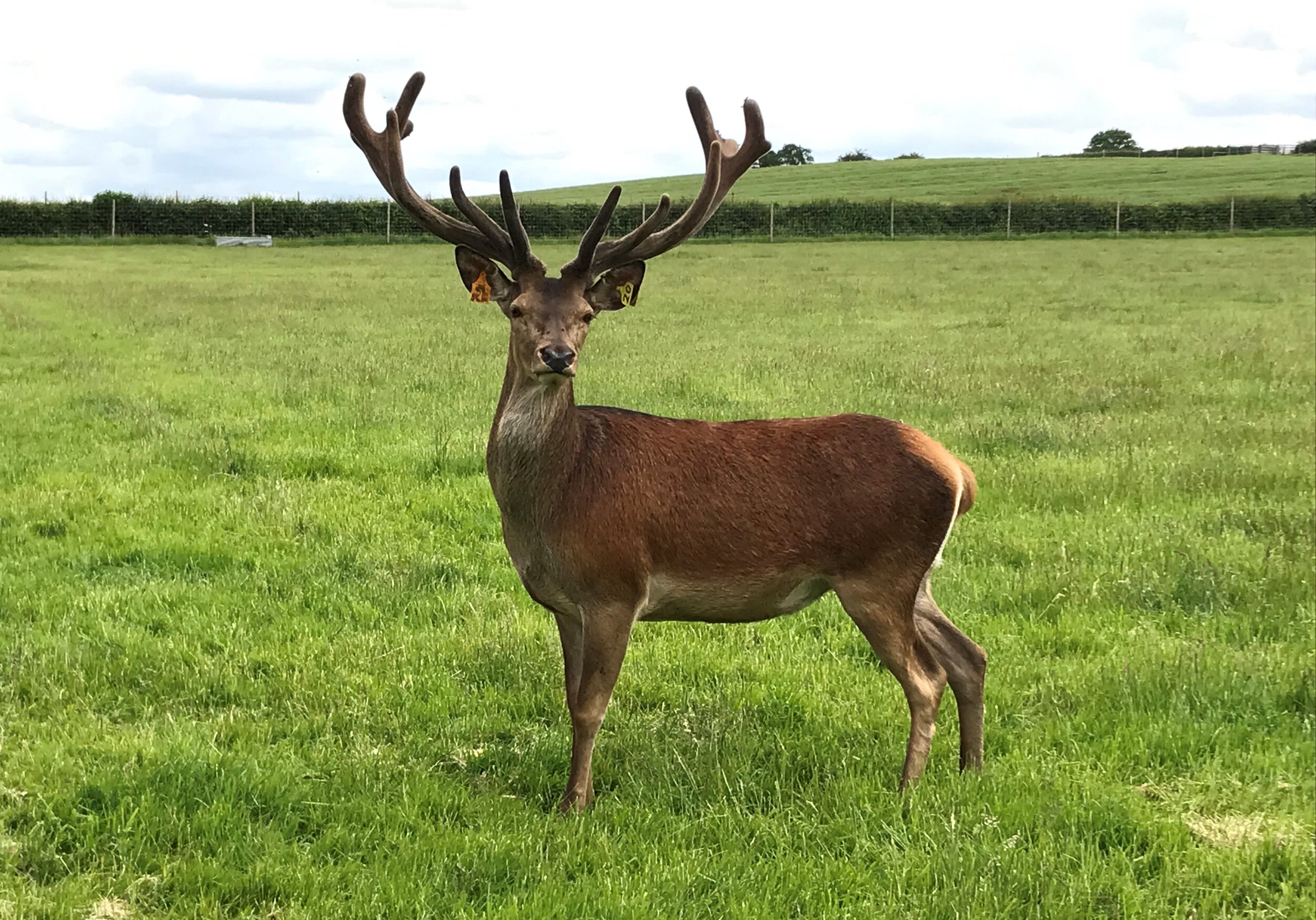 DEER (8).jpg