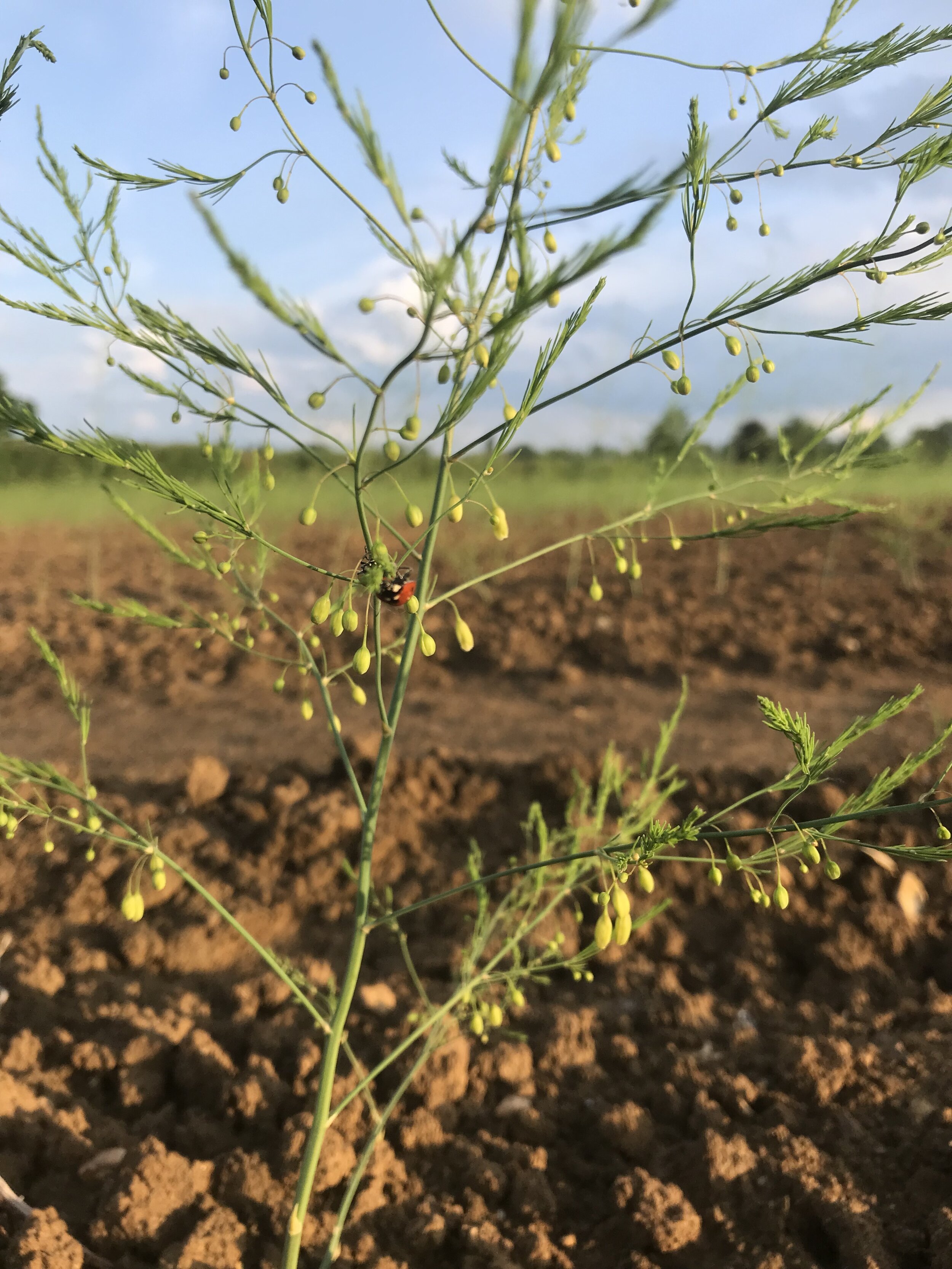 ASPARAGUS (8).jpg