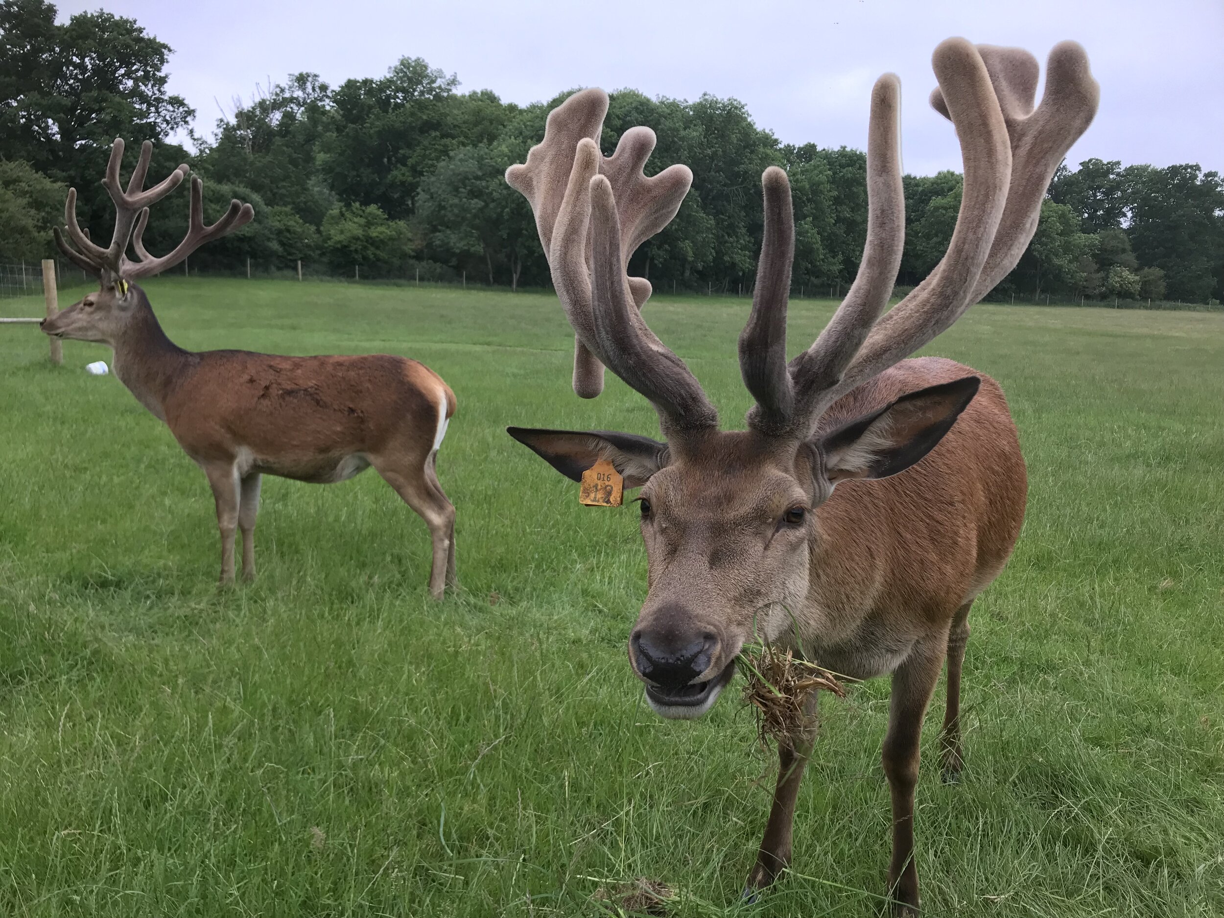 DEER (9).jpg