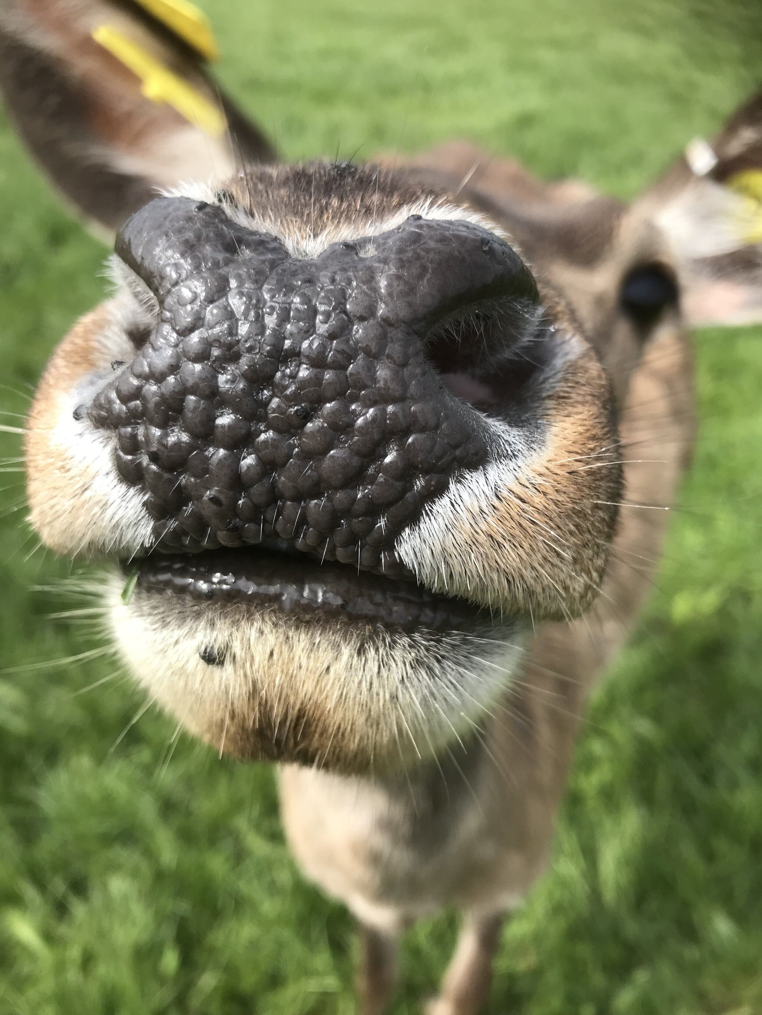 DEER (6).jpg