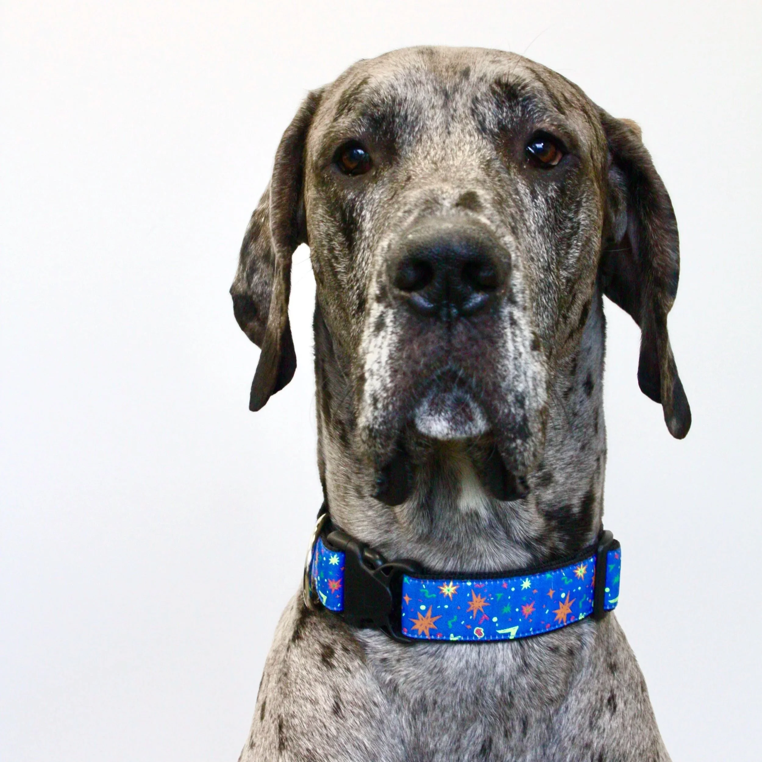 Maverick Moghadam - Resident Great Dane
