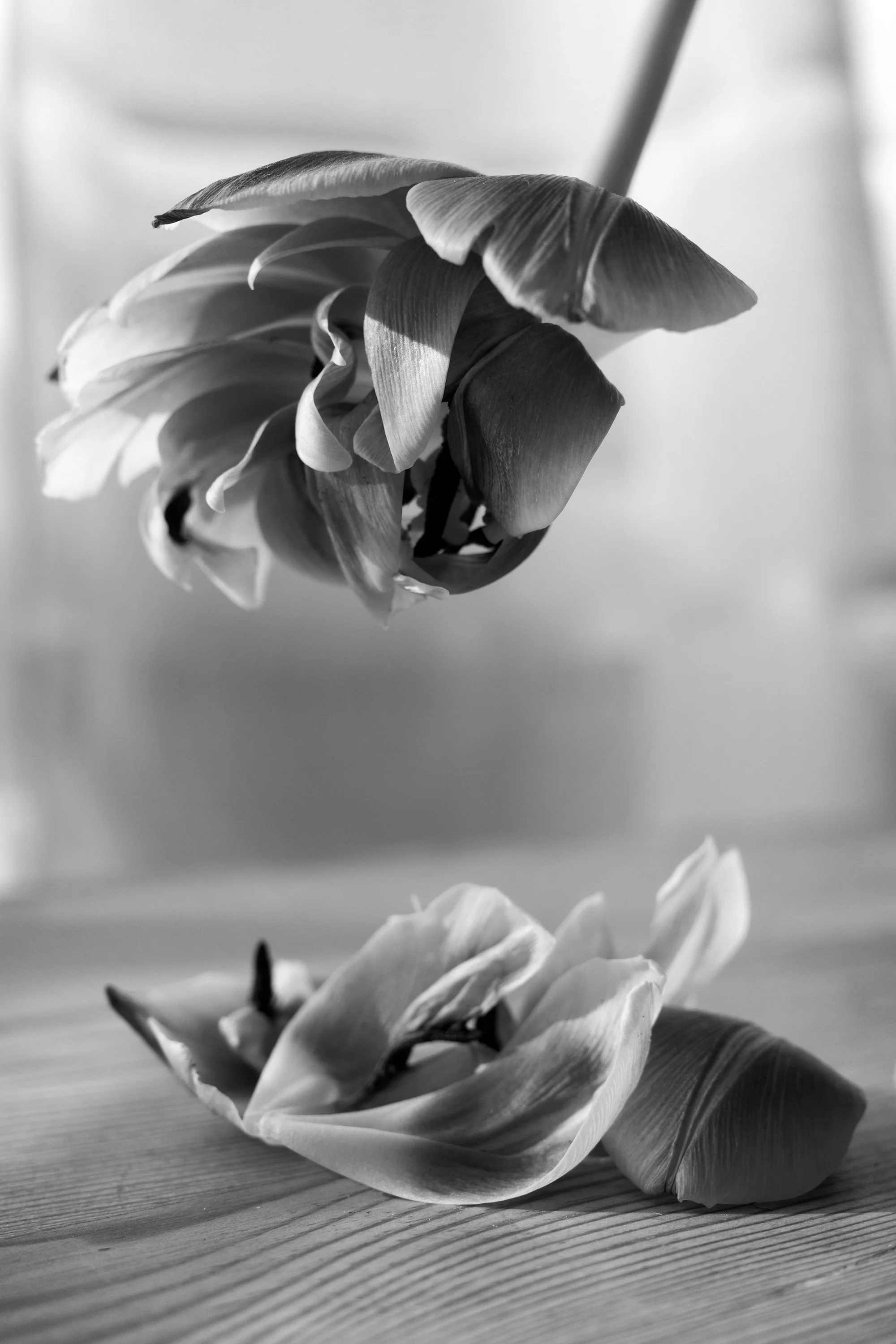 Tulips BW-0005291.jpg