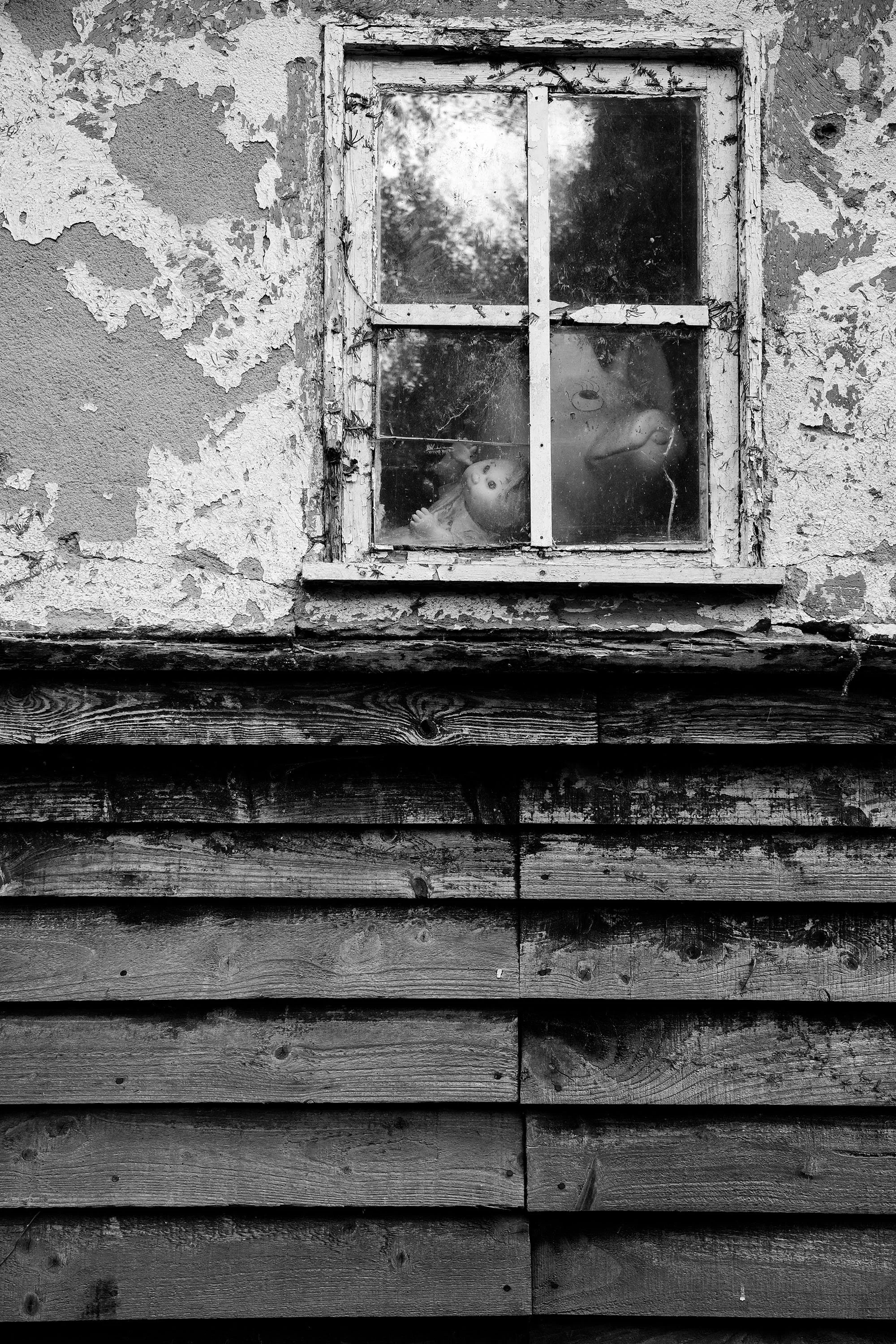 Pig window-0005358.jpg