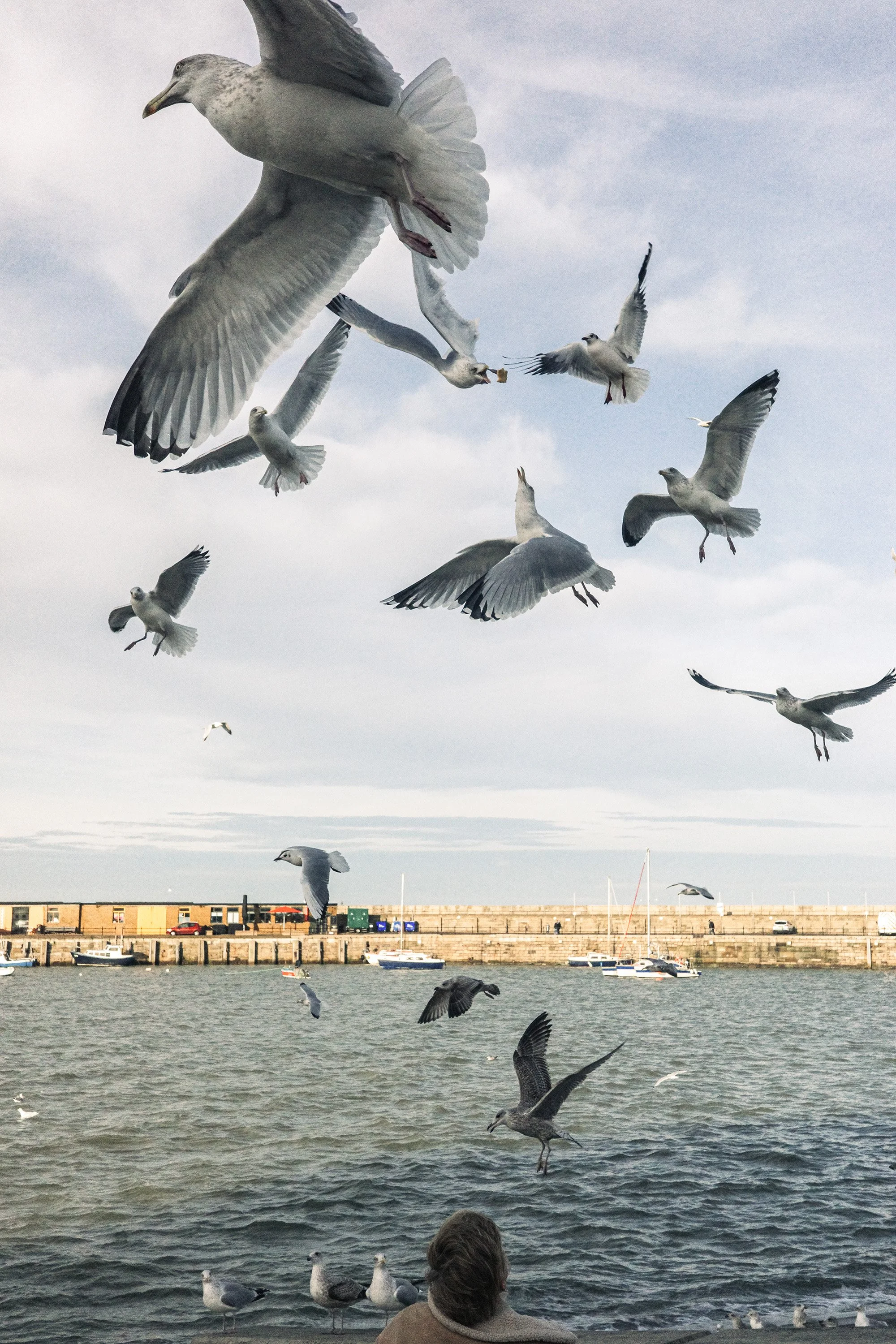 Seagulls-0004043.jpg