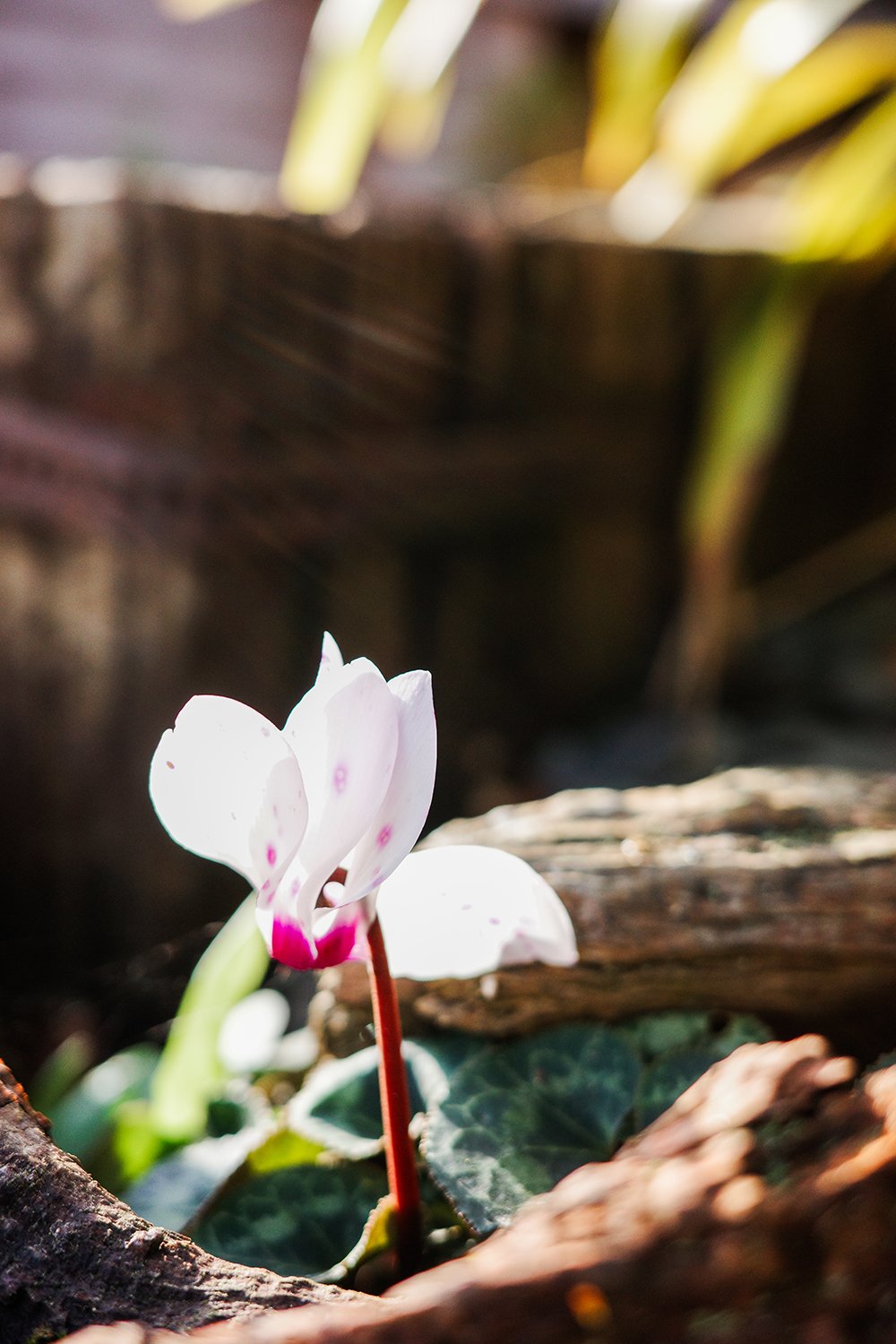 Cyclamen web.jpg