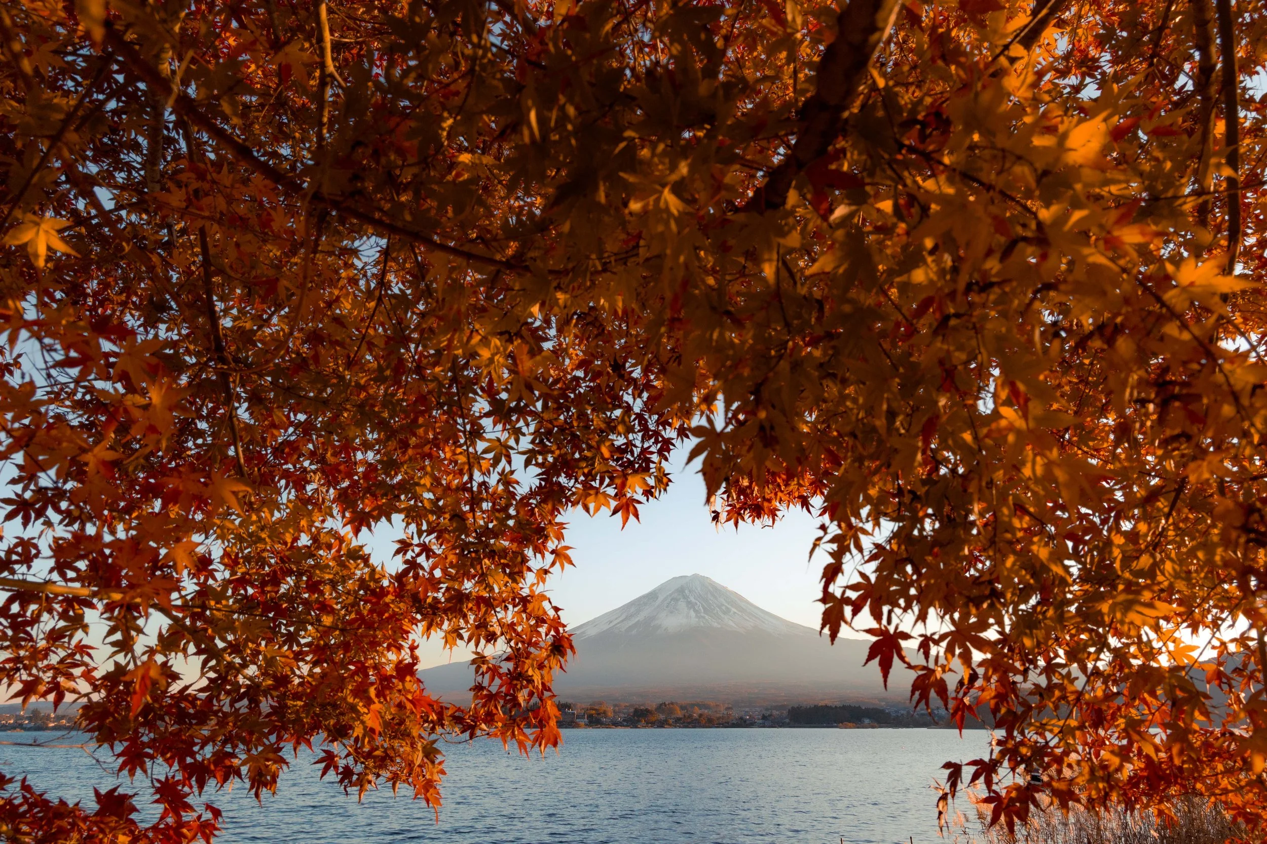 autumn foliage in the foreground with a view of lake Kawaguchi and Mt. Fuji in the background