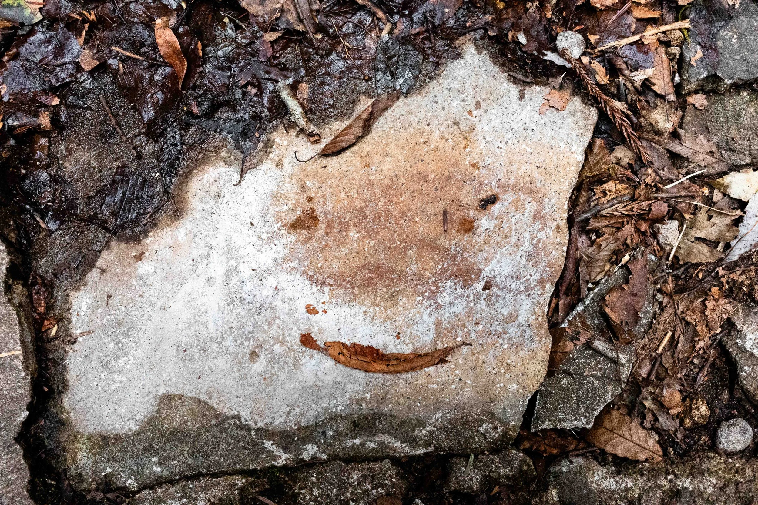 leaves on the ground in the shape of a smiling face