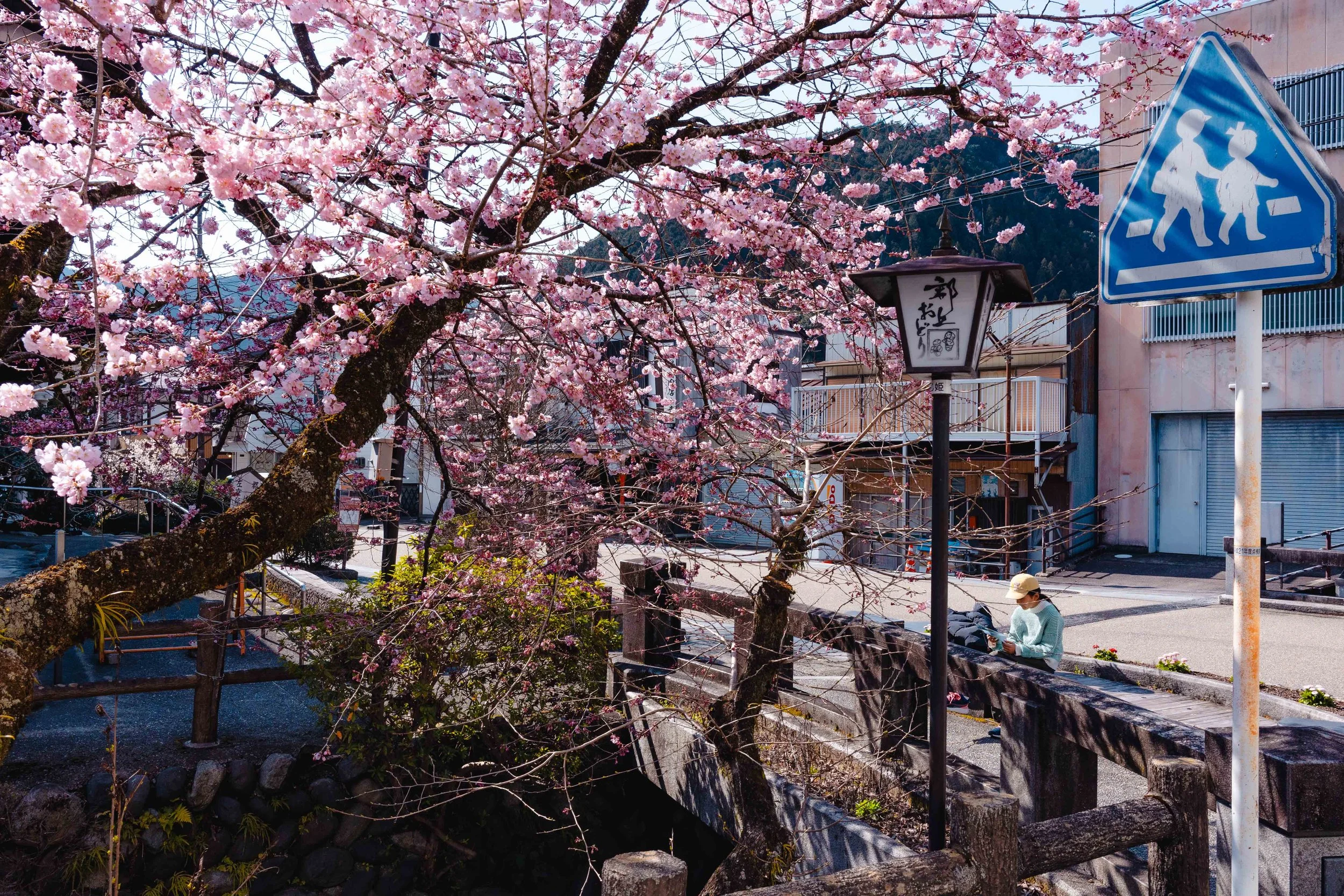 cherry blossoms trees