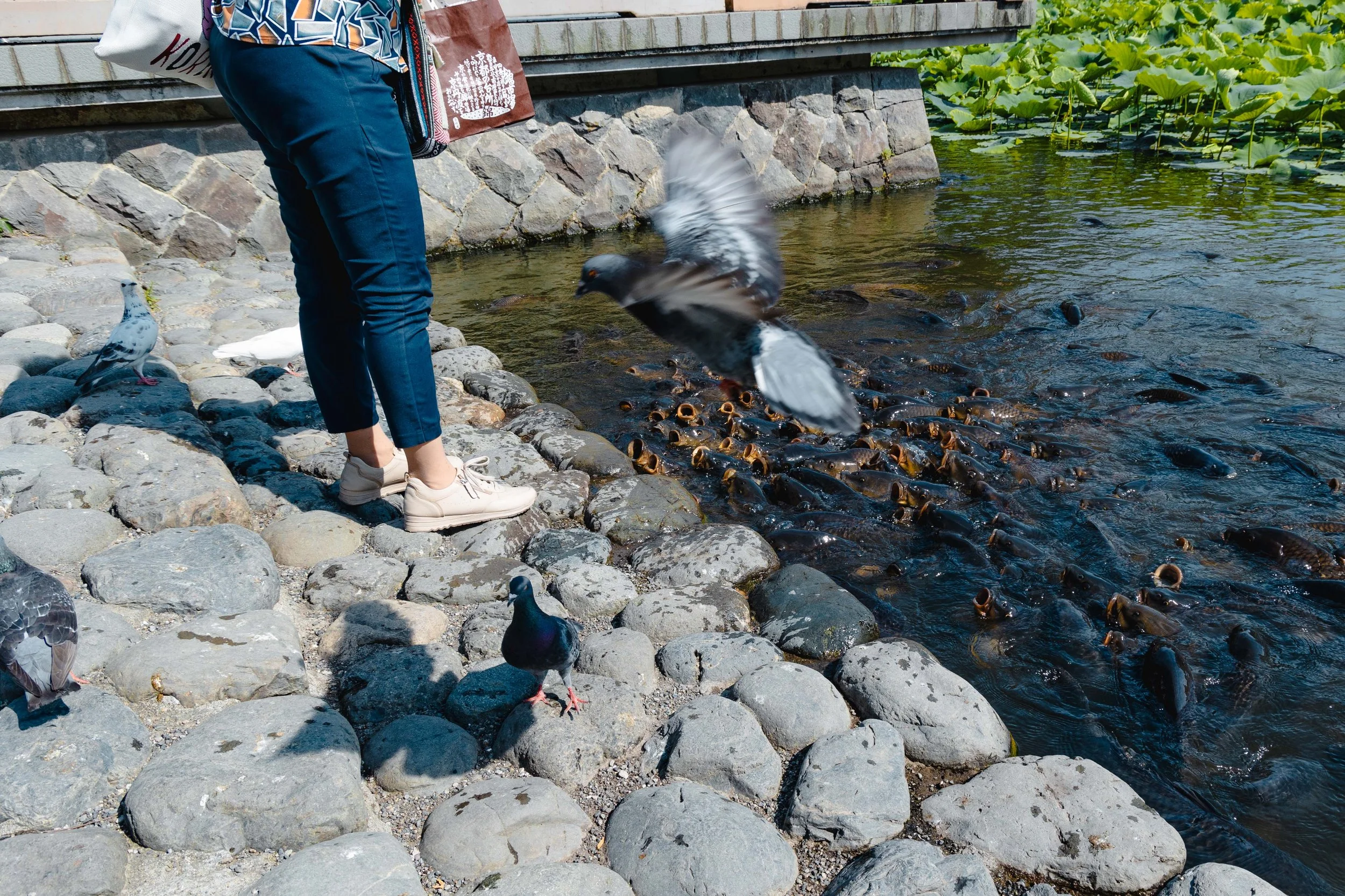 Person feeding the Koi fishes and pigeons flying aound.