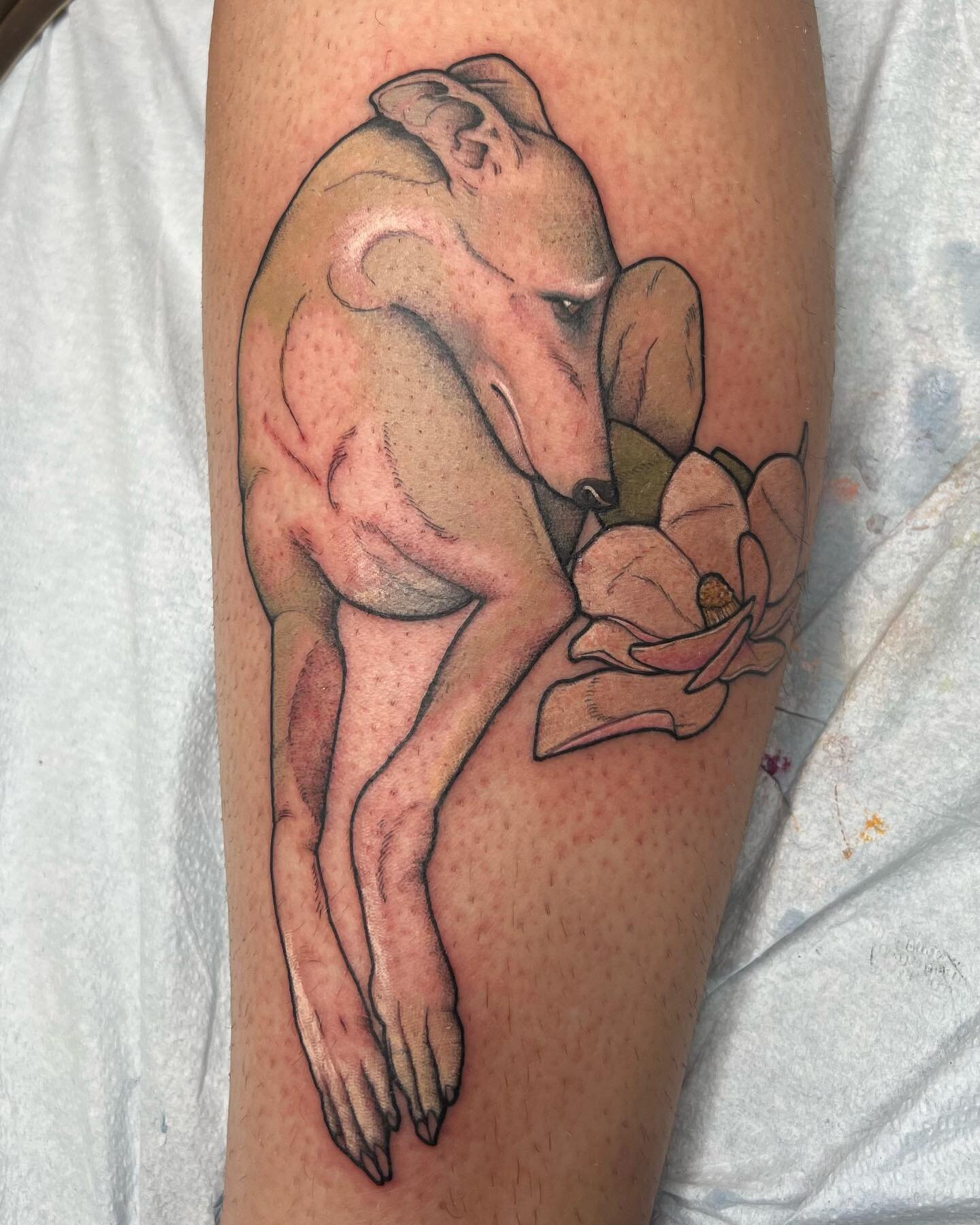 Whippet from today!!
Thank you @lyndsayvi for getting this cool ass dog!! #whippet #whippetlove #whippetlife #asheville #boone #burnsville #burnsvillenc #bvl #828 #828isgreat #sighthound