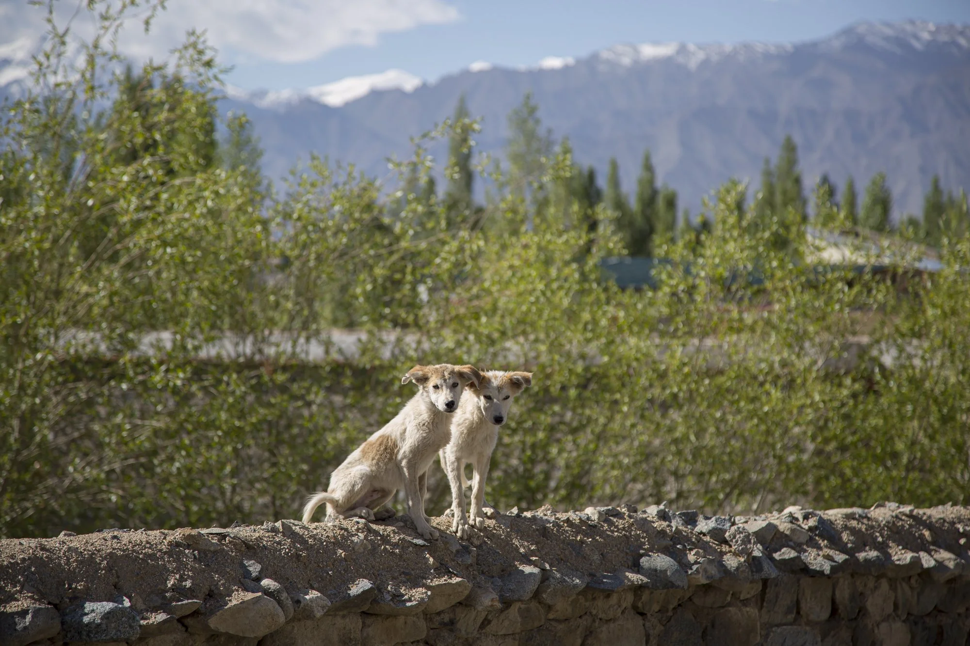 Ladakh (8).jpg