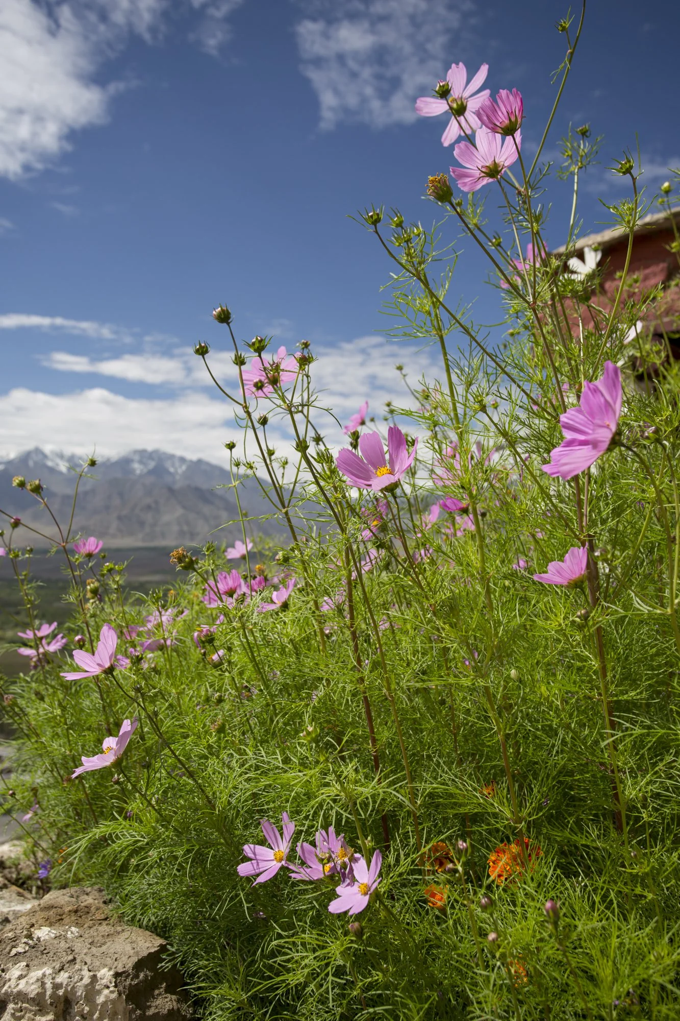 Ladakh (51).jpg