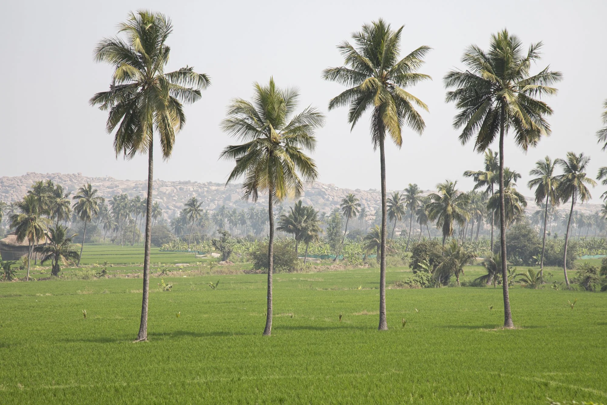 Hampi (8).jpg