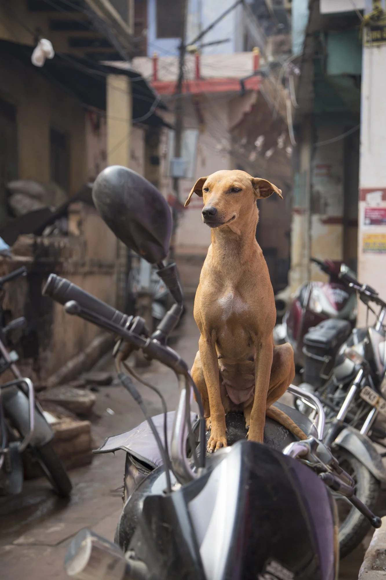 Varanasi (35).JPG