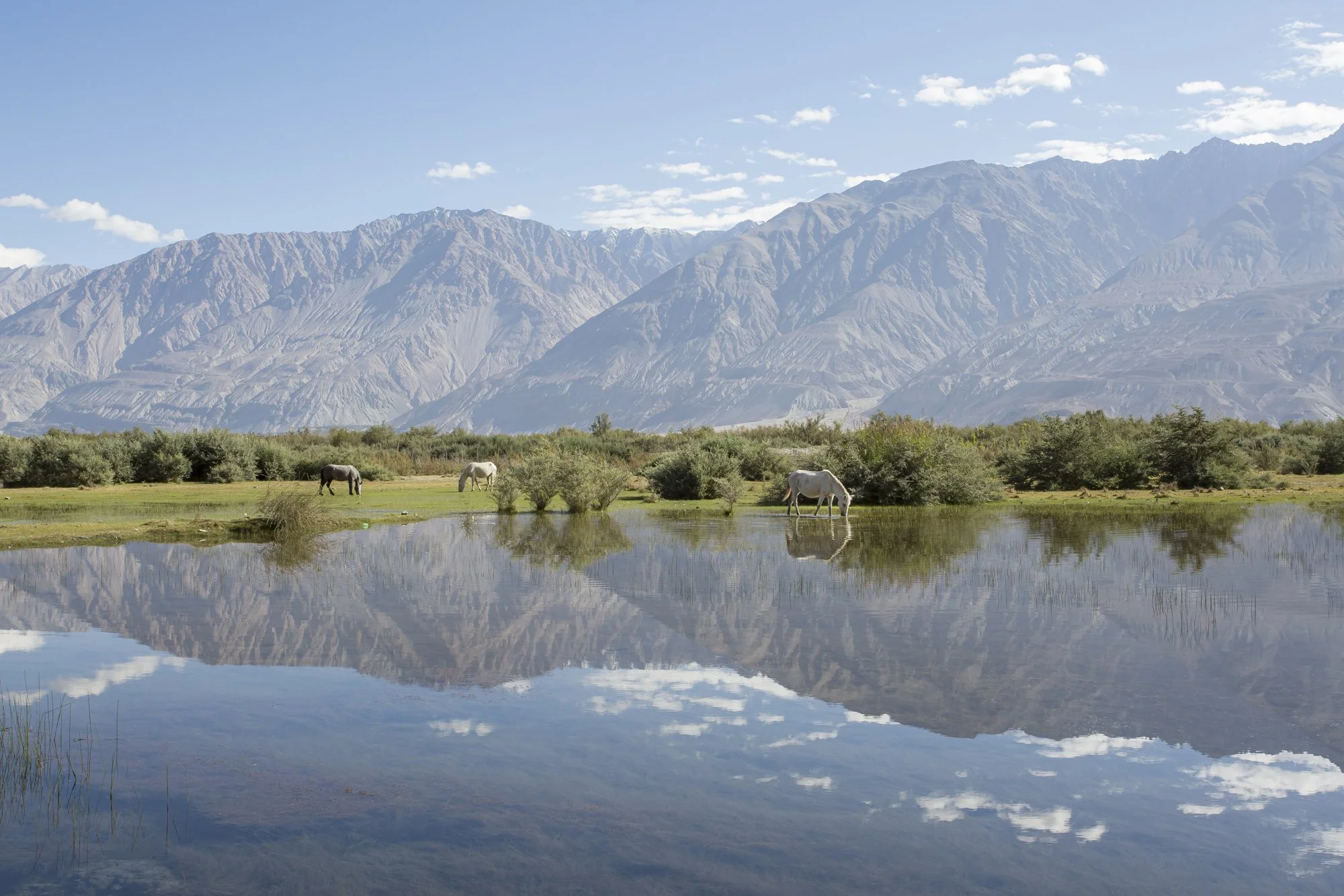 Ladakh (41).jpg
